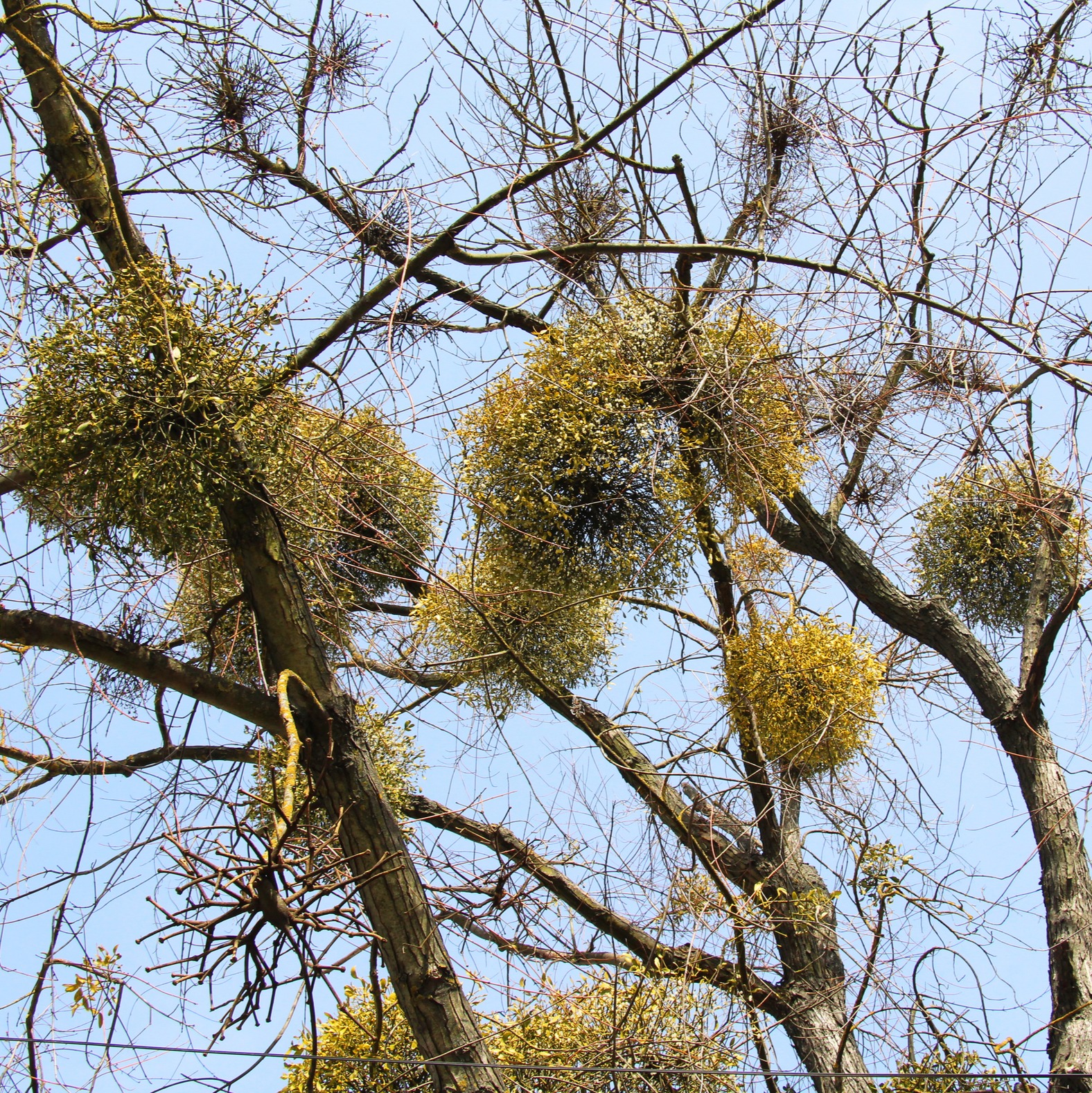 Is mistletoe harmful to our trees?: Full Show 5-17-2025 episode artwork