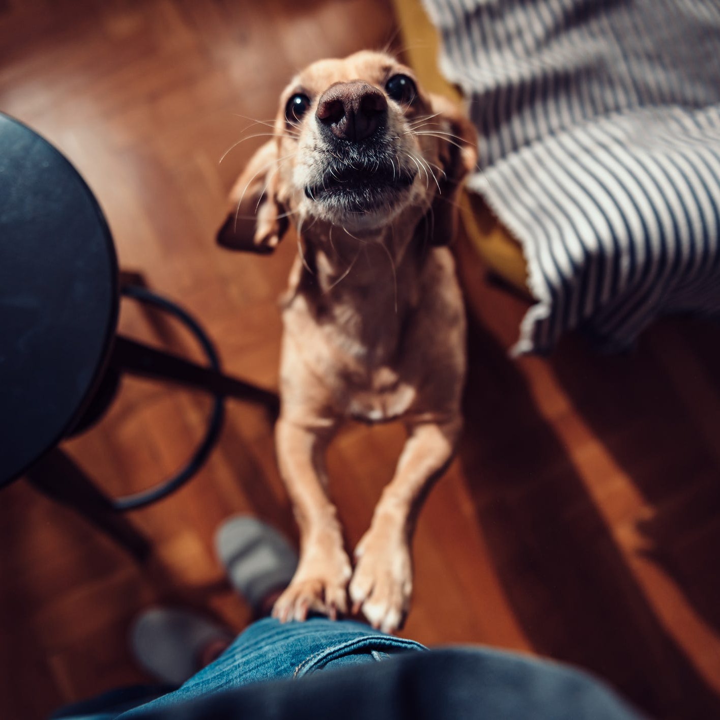 DHS launches pilot program with Urban Resource Institute to shelter homeless New Yorkers along with their pets episode artwork