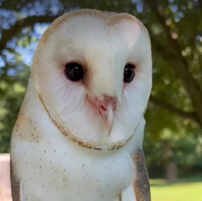 The hunt is on for a missing owl on Long Island The hunt is on for a missing owl on Long Island