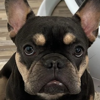 Dog stolen outside of Queens restaurant