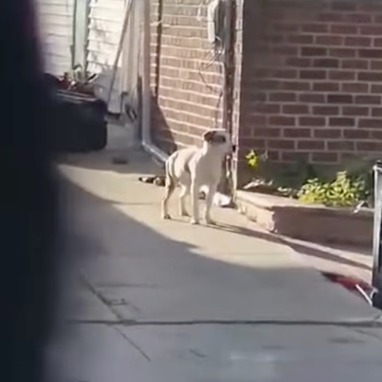 Dog shot dead by police in Queens after biting officer