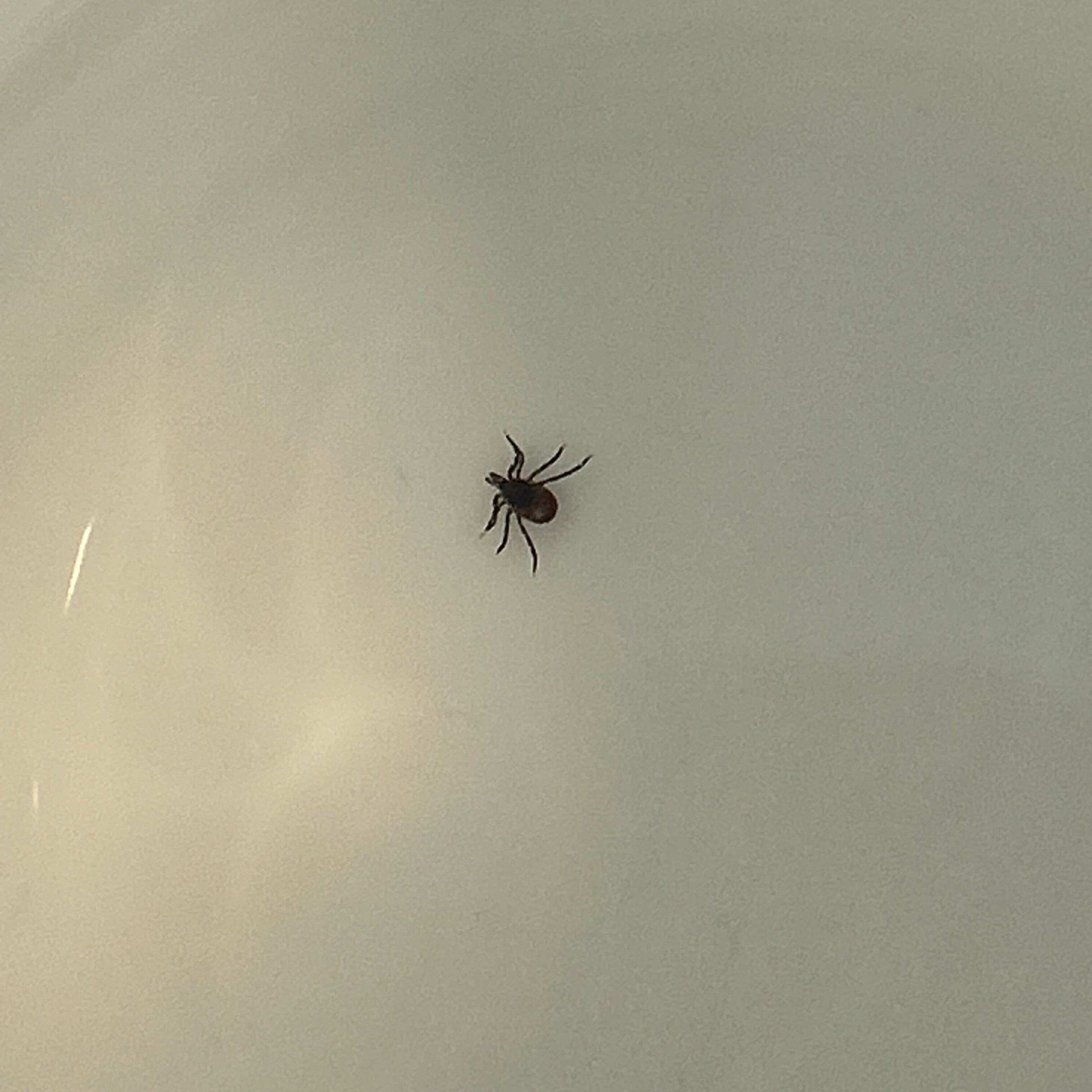 Experts warn tick season may be worse than last year episode artwork