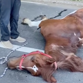 Carriage horse died after eating toxic plant in Central Park, report finds episode artwork