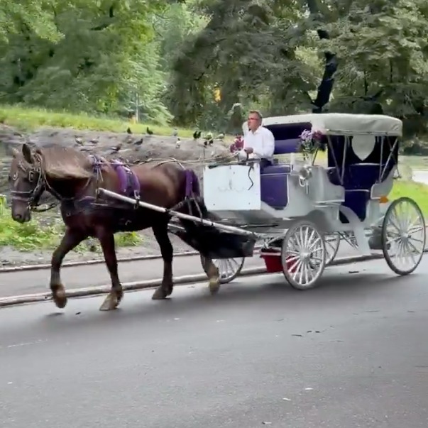 Central Park horse carriages resume after weekend pause over tourist's death episode artwork