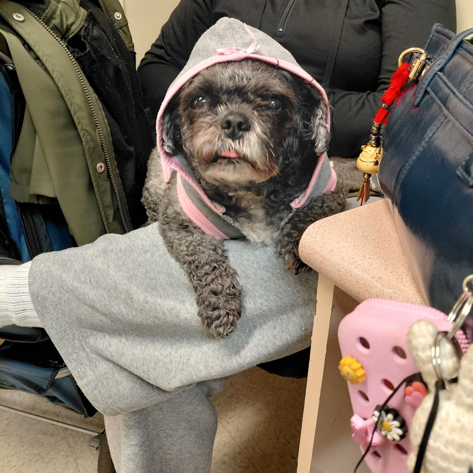 Family in search for dog stolen from stroller at Harlem subway station episode artwork