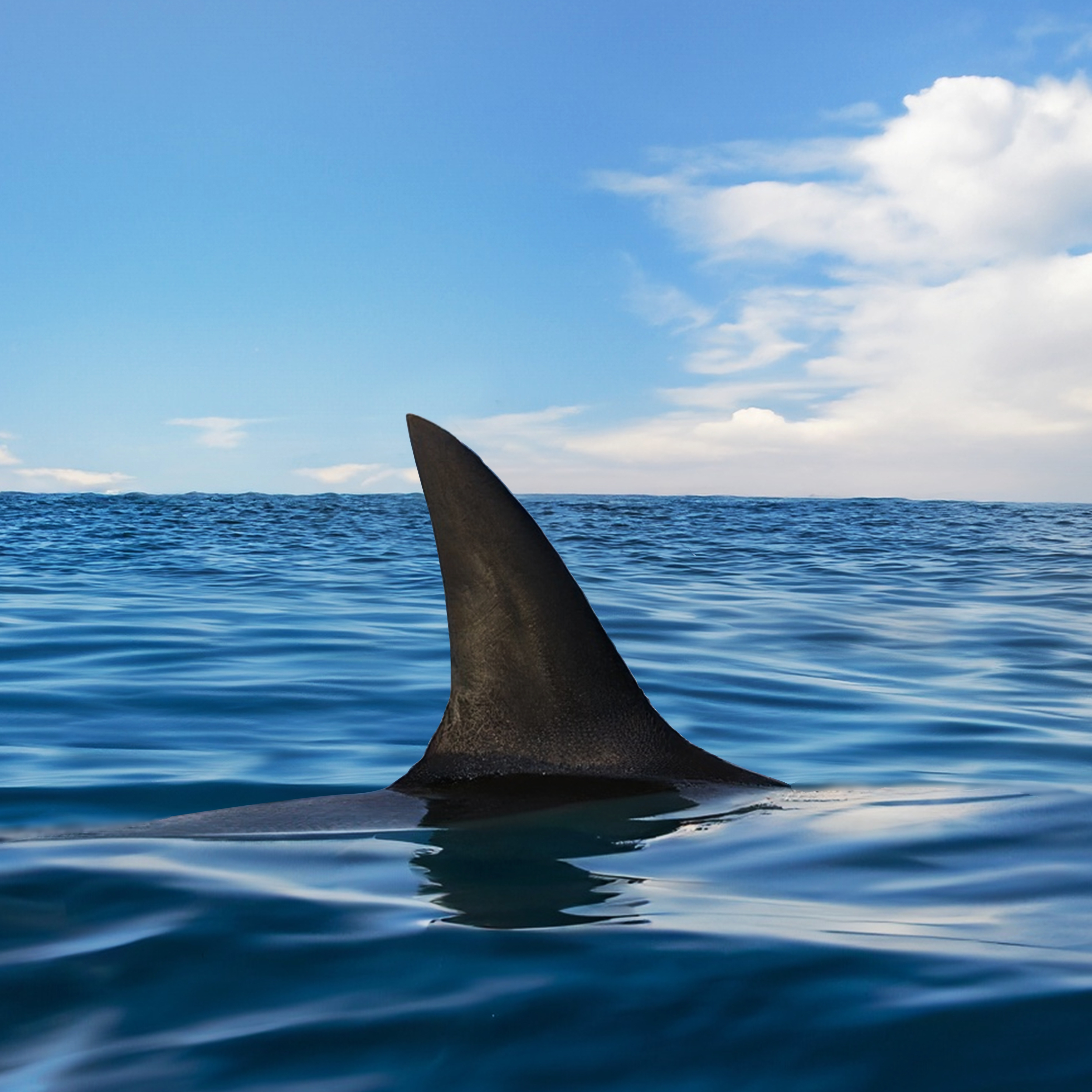 New York boosts shark-tracking efforts as sightings surge at city beaches episode artwork