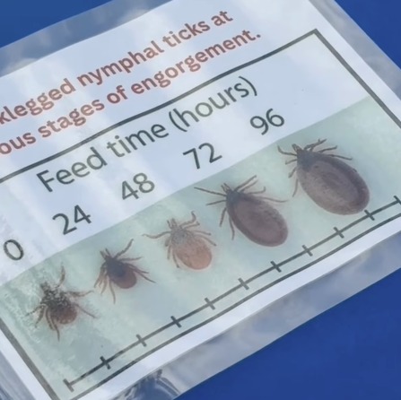 Officials call Suffolk County the epicenter of tick-borne illnesses in New York episode artwork