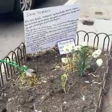 Preschoolers' corn harvest mysteriously chopped down on the Upper East Side episode artwork