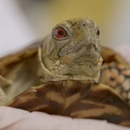 Bronx Zoo works to rehabilitate hundreds of rescued turtles episode artwork