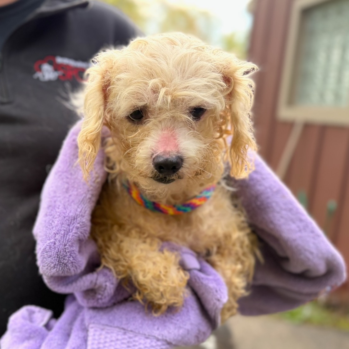 More than 40 dogs, puppies rescued from neglect, filthy conditions at Delaware County home episode artwork