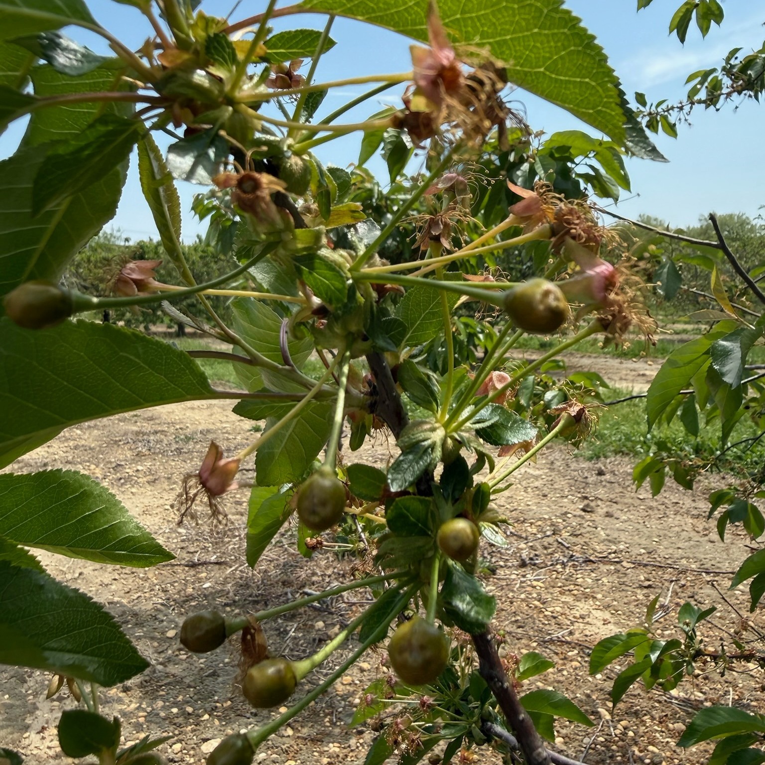 NJ Gov. Sherrill seeks federal relief for farmers affected by April cold snap episode artwork