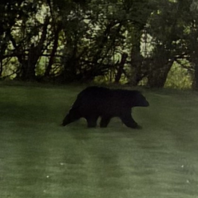 Black bear spotted in Bucks County episode artwork