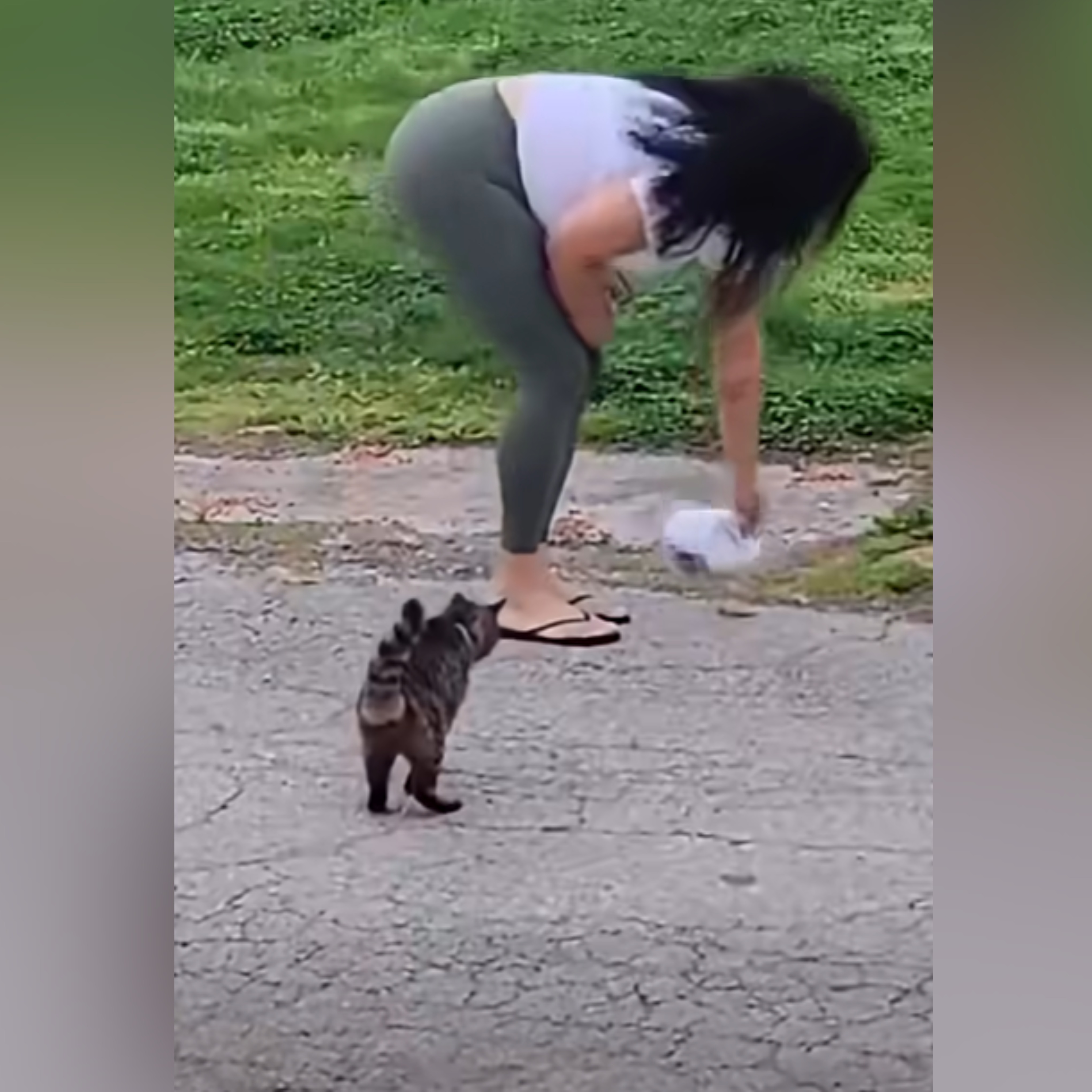 Officials investigating after Delco woman seemingly pours bleach on cat food episode artwork
