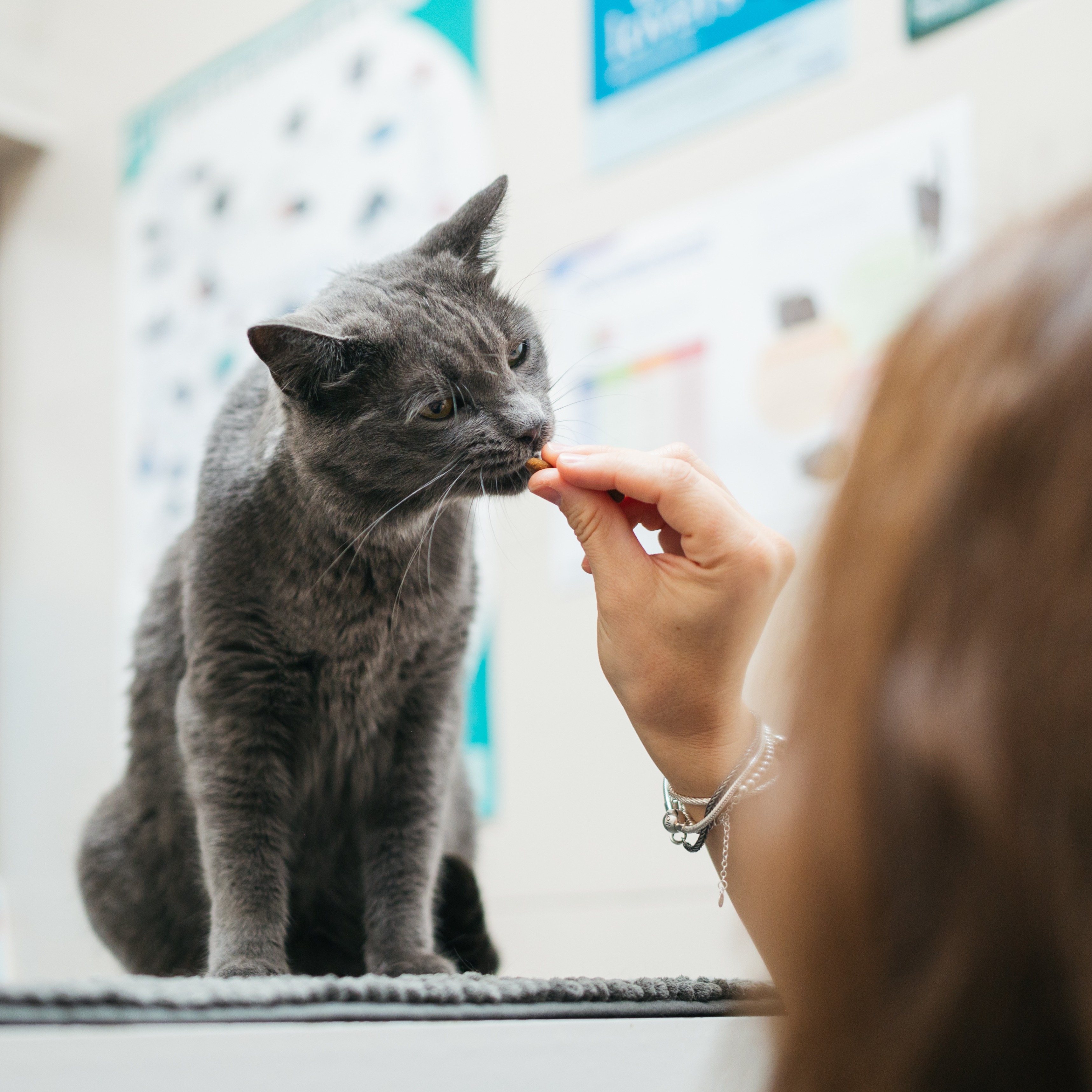 Pet owners in NJ could get nearly $1,000 a year in tax credits under proposed bill episode artwork