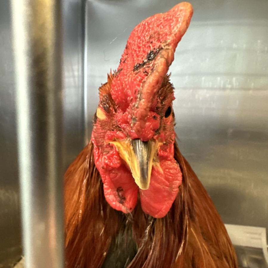 Cockfighting ring busted in Delaware County episode artwork