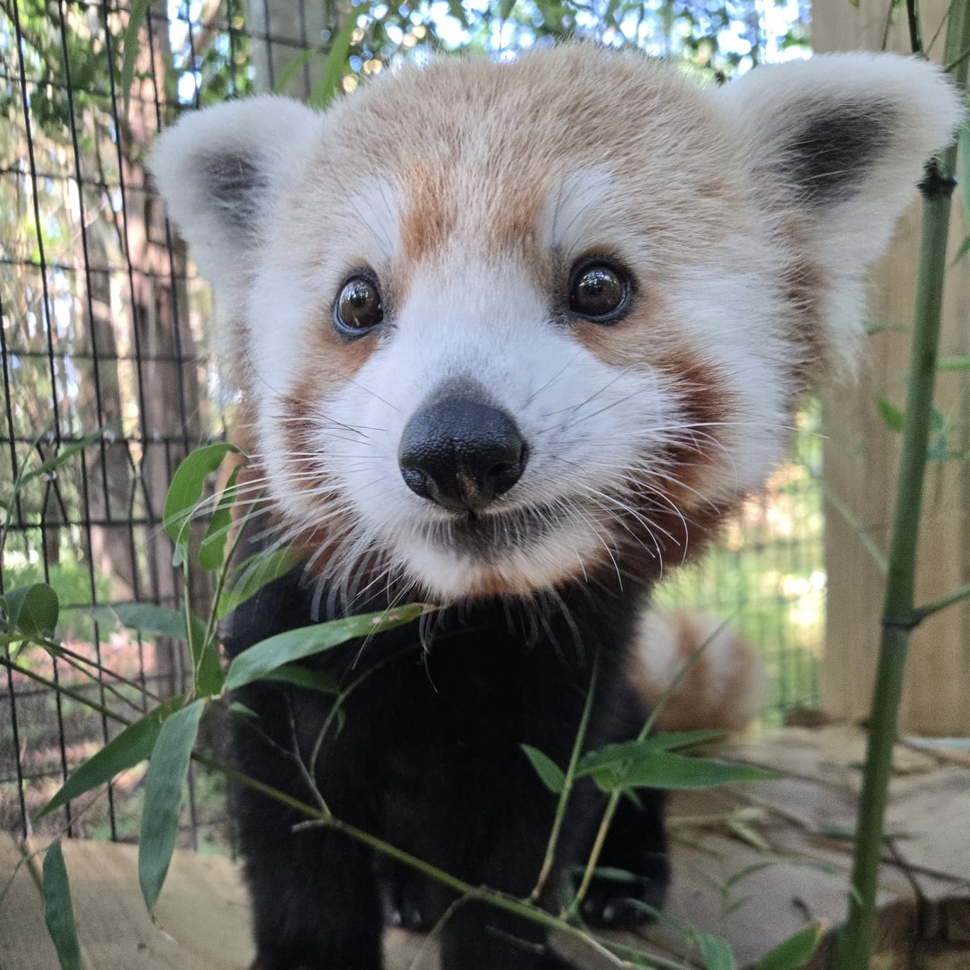 Cape May County Park and Zoo welcomes red panda Wally on his 1st birthday episode artwork