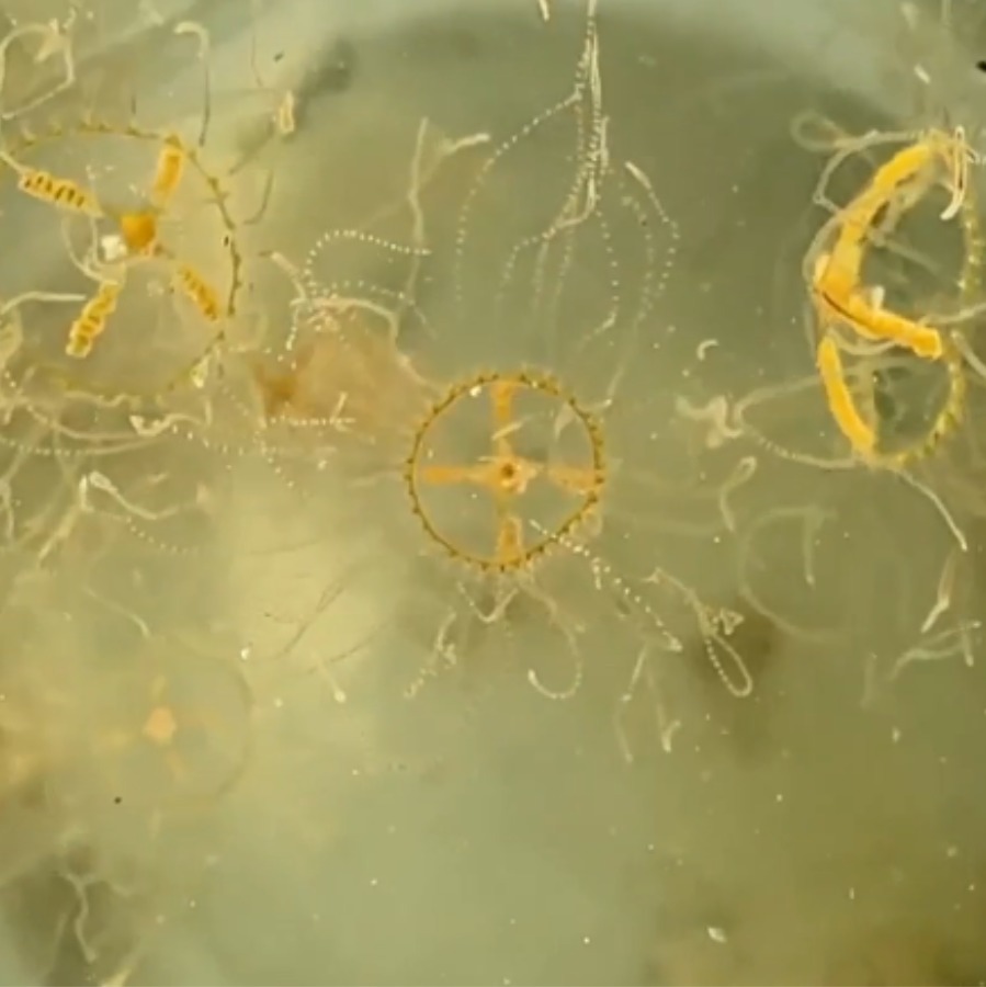 Invasive tiny jellyfish are showing up along the Jersey Shore episode artwork
