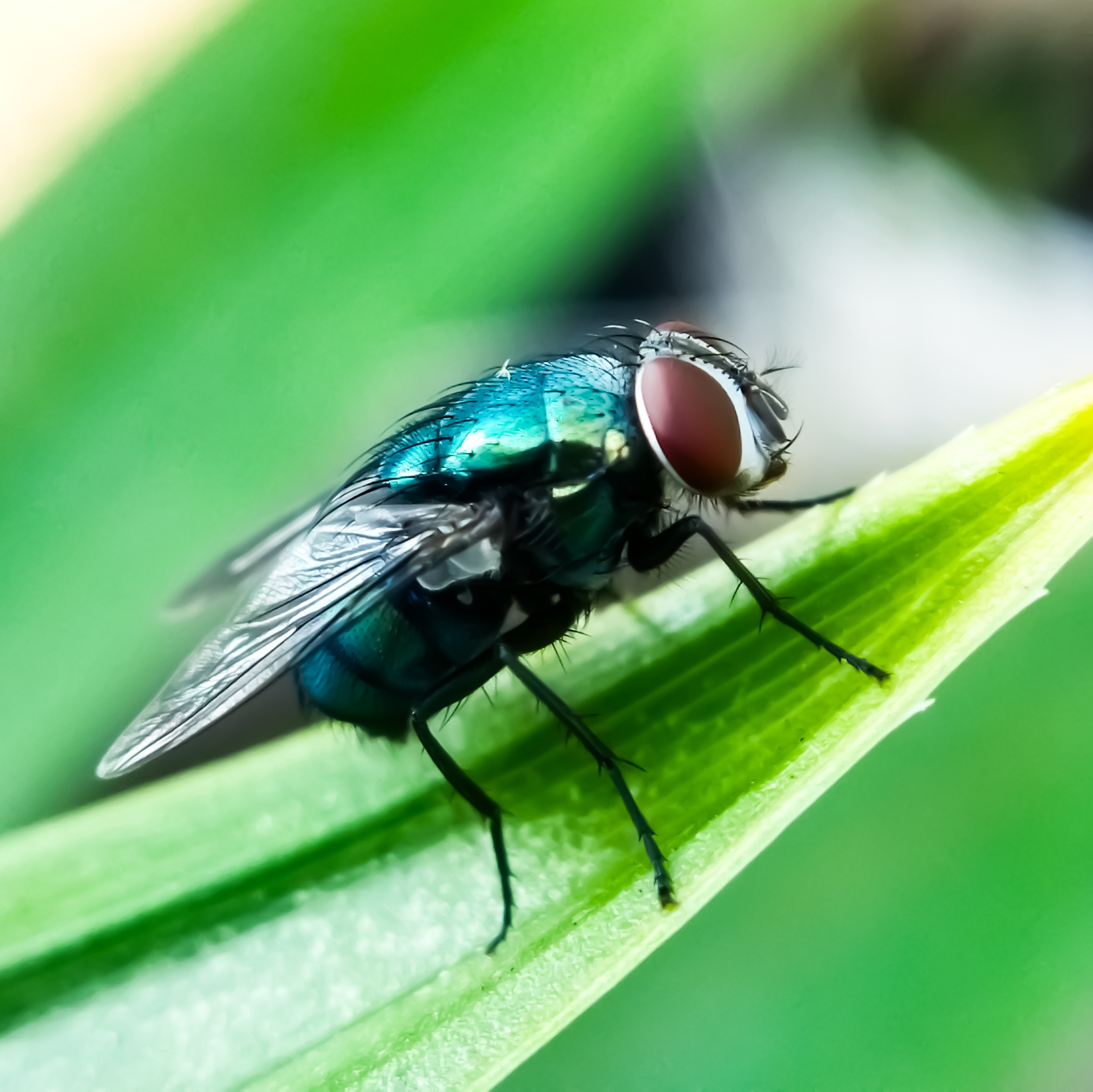 Parasitic New World screwworm prompts quarantine order, warnings from Pennsylvania agricultural officials episode artwork