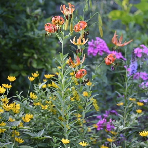 Historic Main Line property to be preserved as public garden space episode artwork