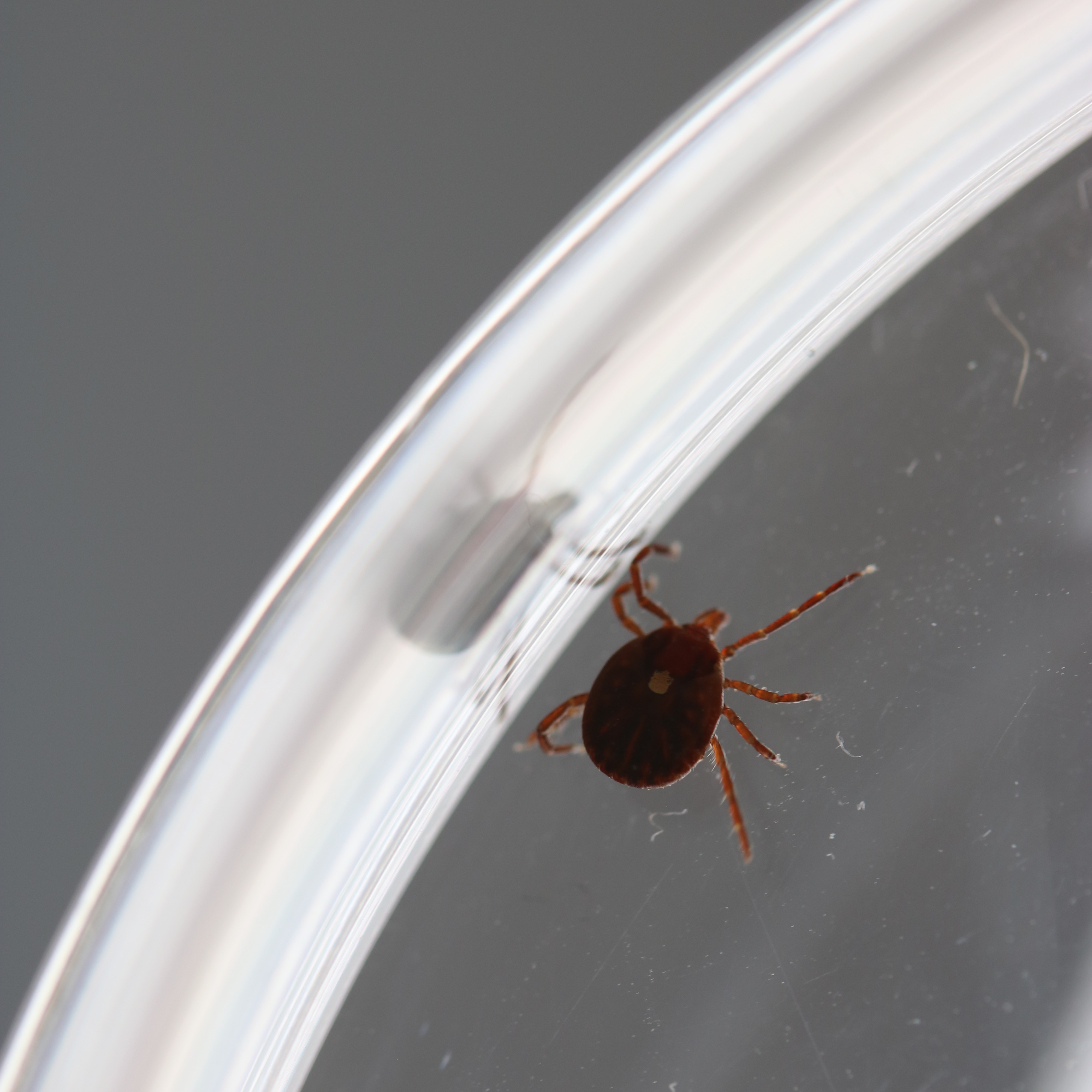 What is alpha-gal syndrome? What to know about the meat allergy caused by tick bites episode artwork