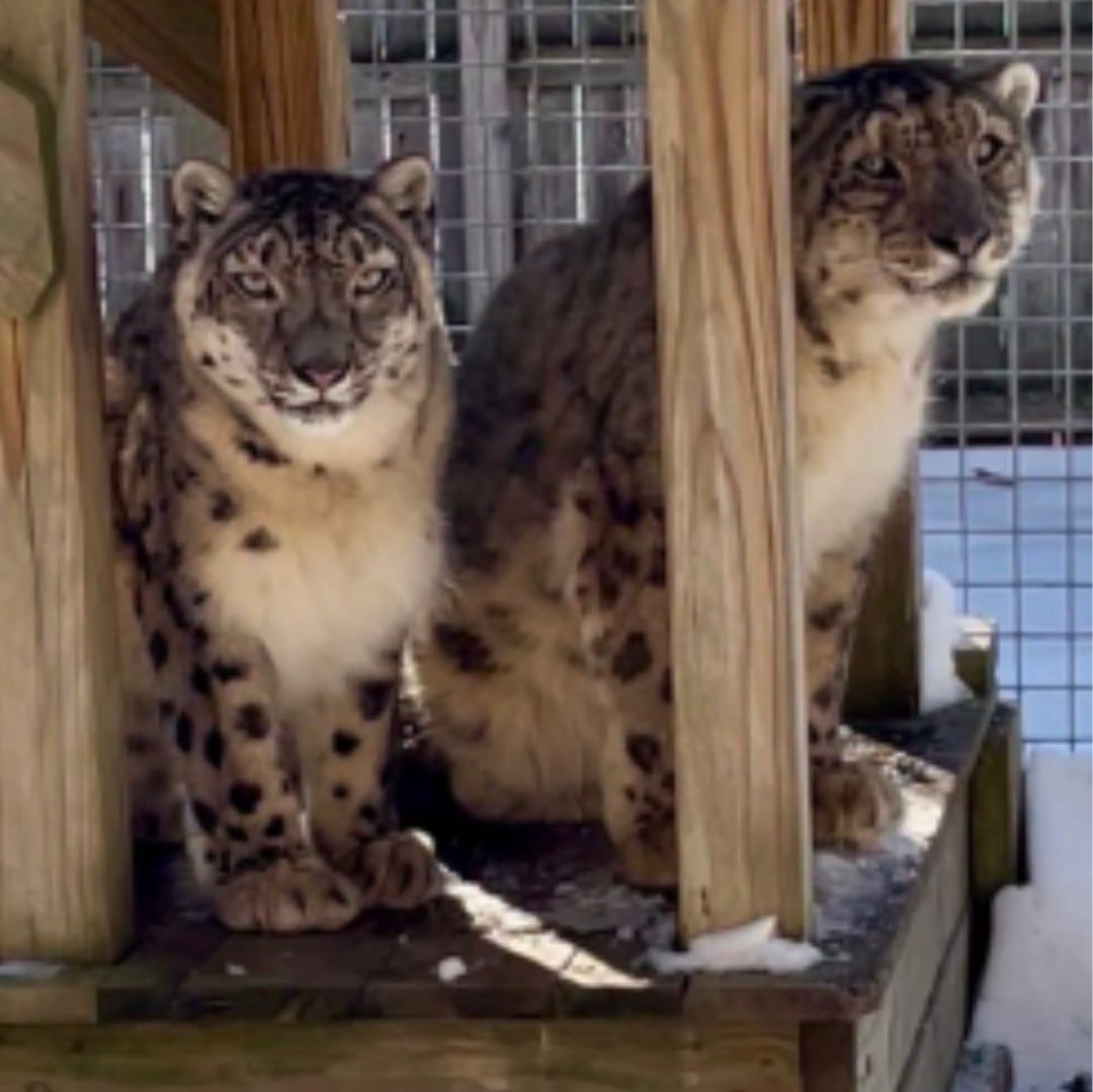 Snow Leopard couple at Cape May County Zoo die within 3 months of each other episode artwork