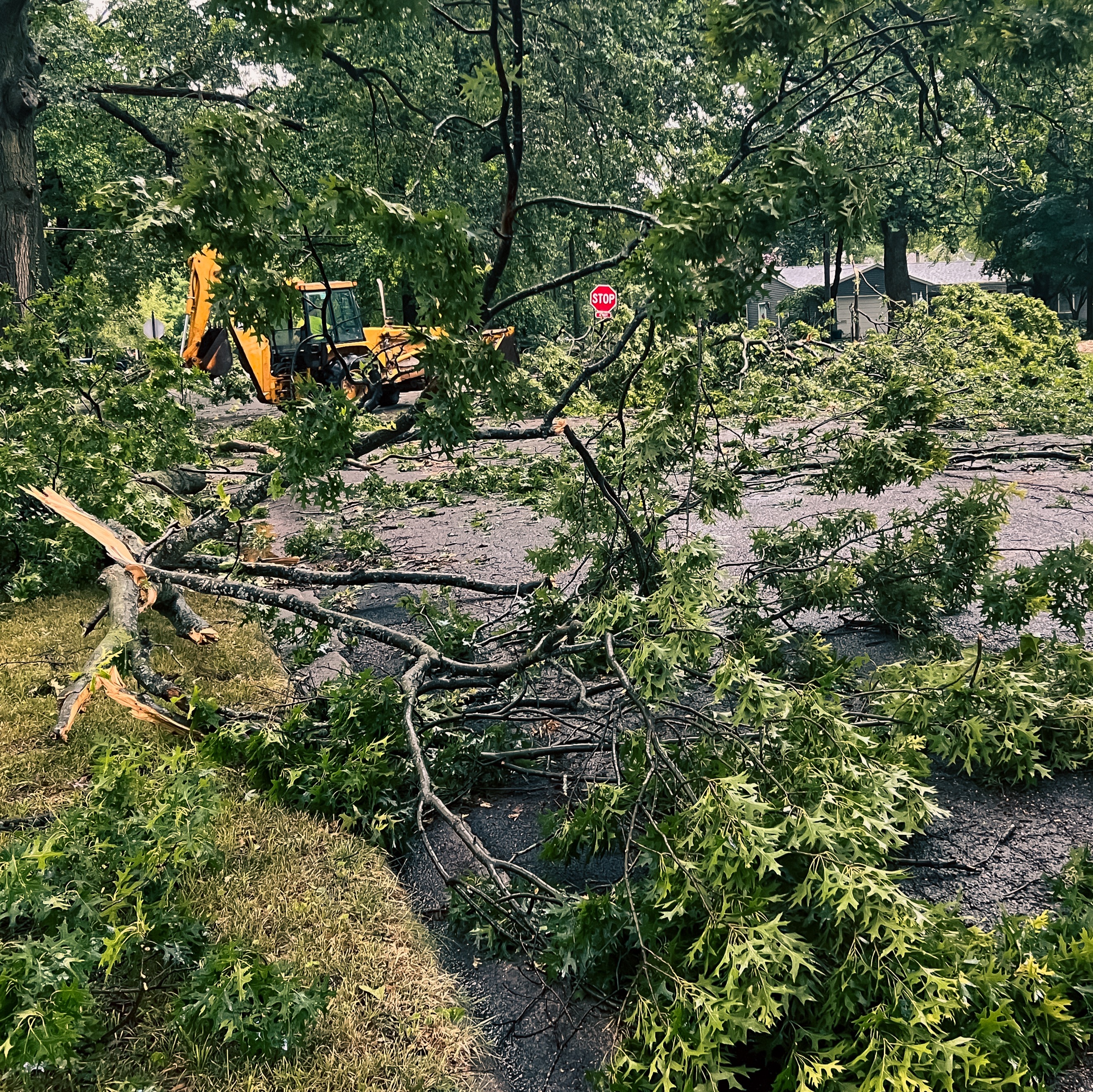 Severe weather brings downed trees and wires in Chester County episode artwork