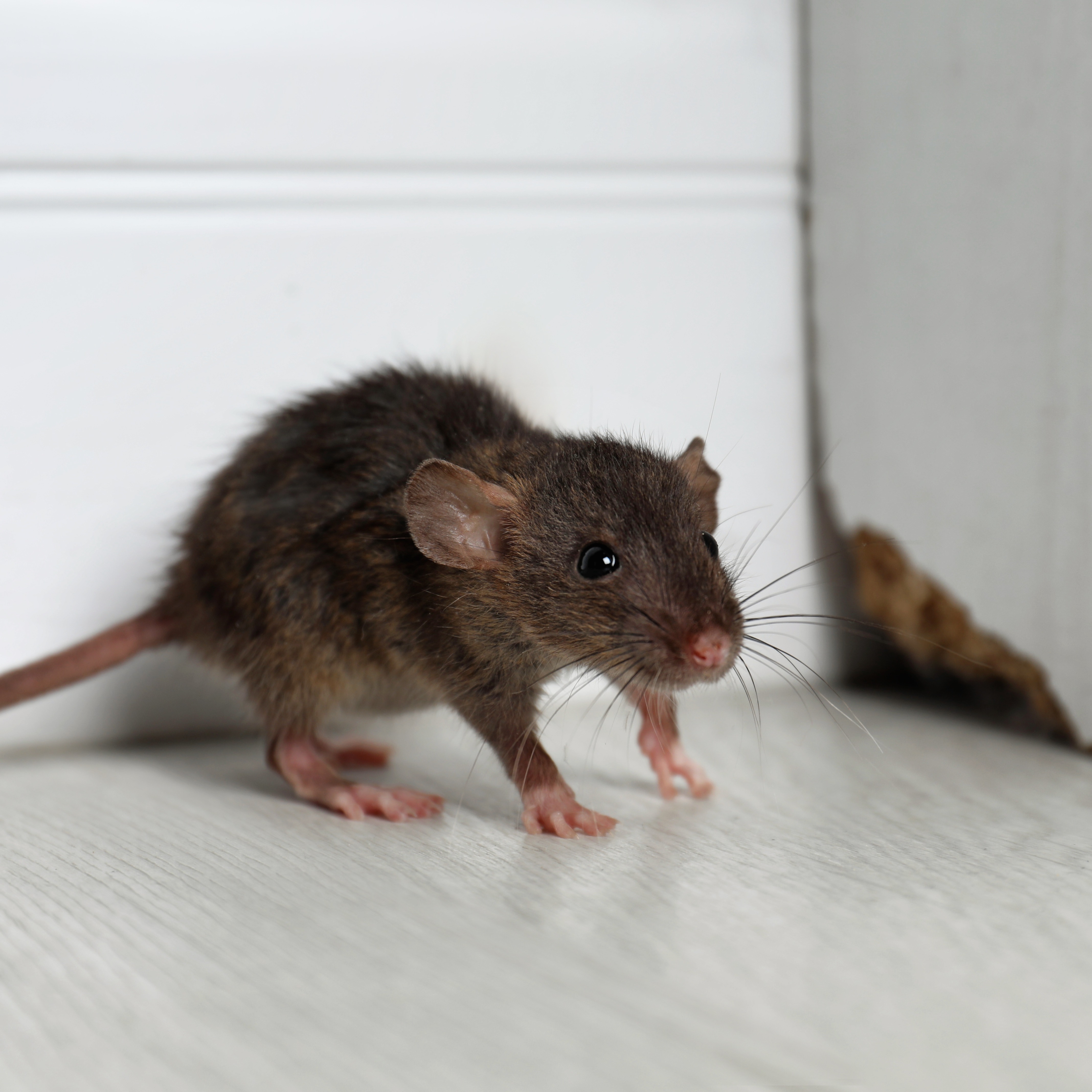 Researchers discover poison-resistant mutation in Philly mice episode artwork