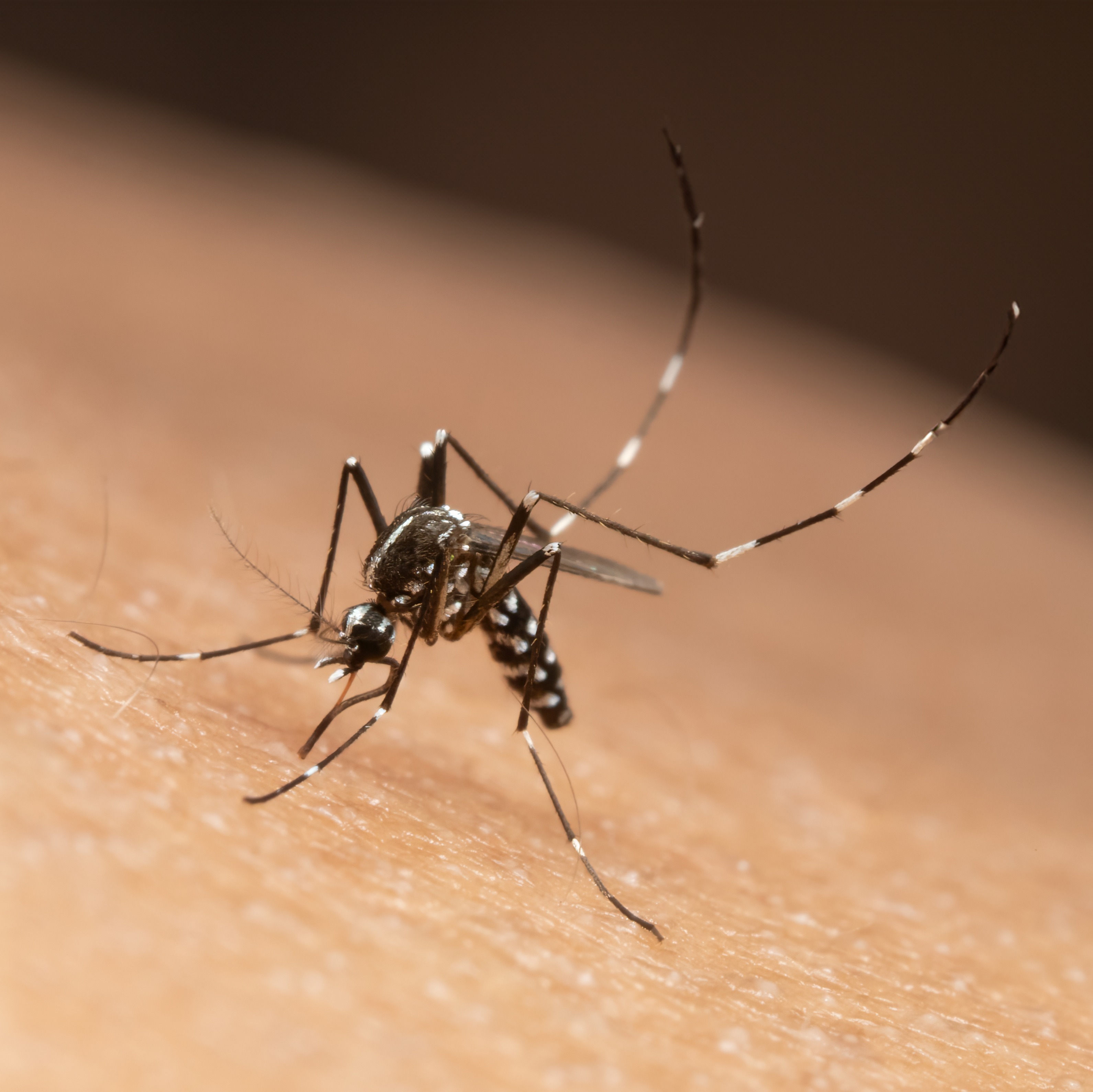 Mosquito pool from Delco cemetery tests positive for West Nile virus episode artwork