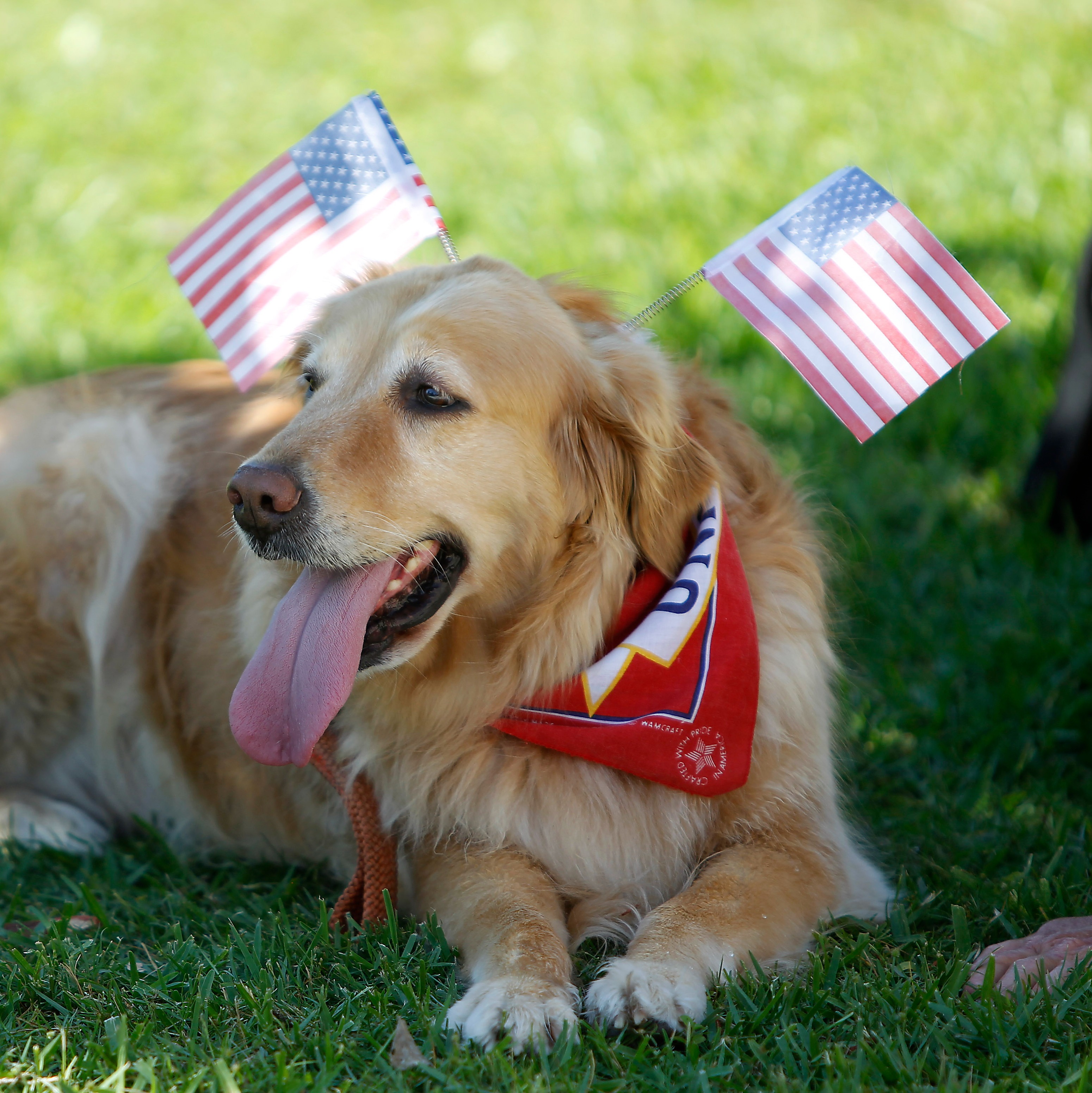 Patriotic Pet Parade returns to Betsy Ross House for Independence Day episode artwork