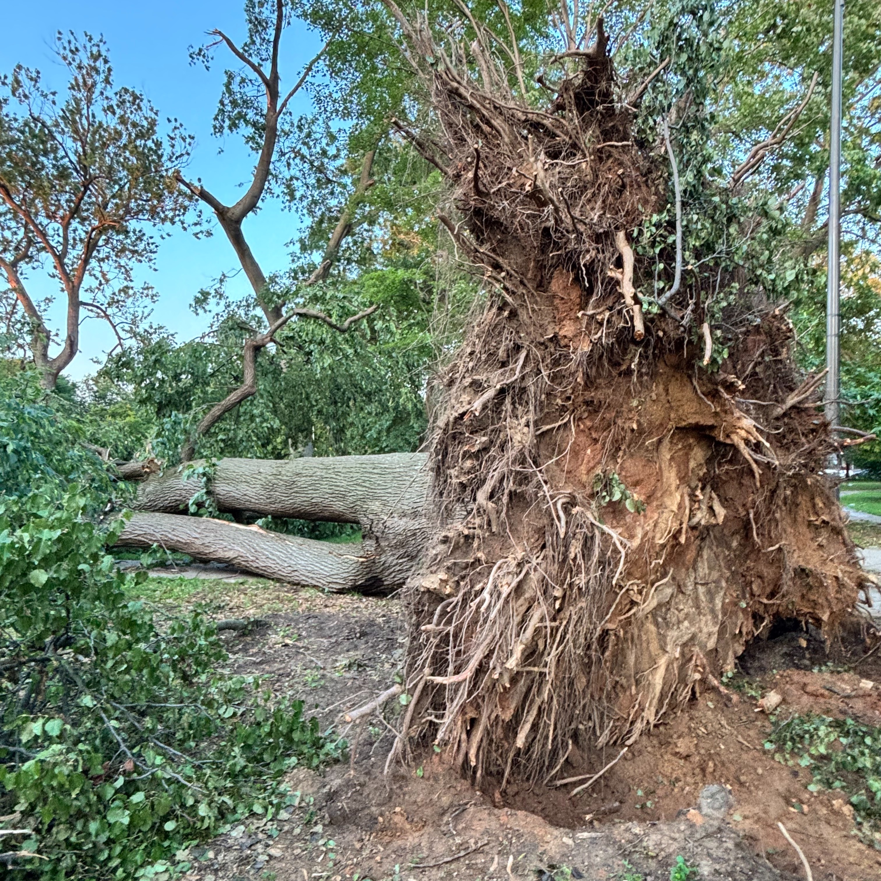 Aftermath of microbursts: Massive cleanup underway in West Philadelphia, Lower Merion episode artwork