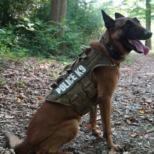 New Castle County police dog finds burglary suspect hiding out in Newark home episode artwork