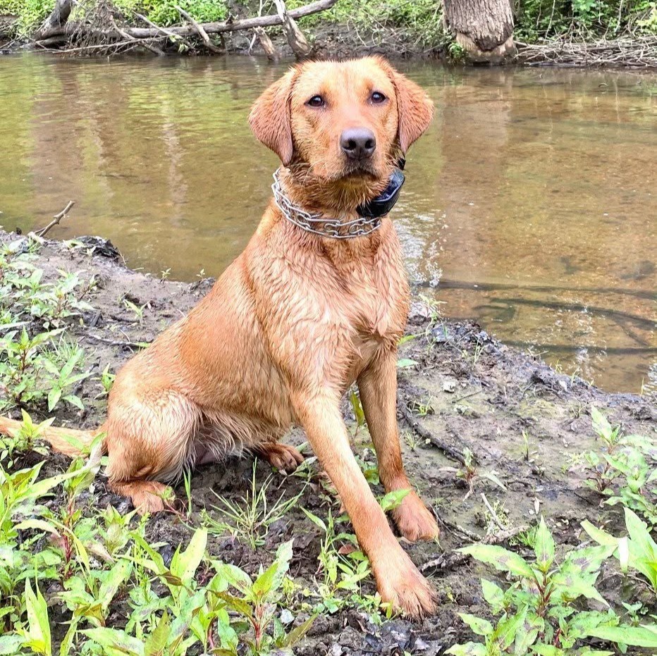 Charges in Salem County K-9 deaths raise questions over investigation of similar 2022 case episode artwork
