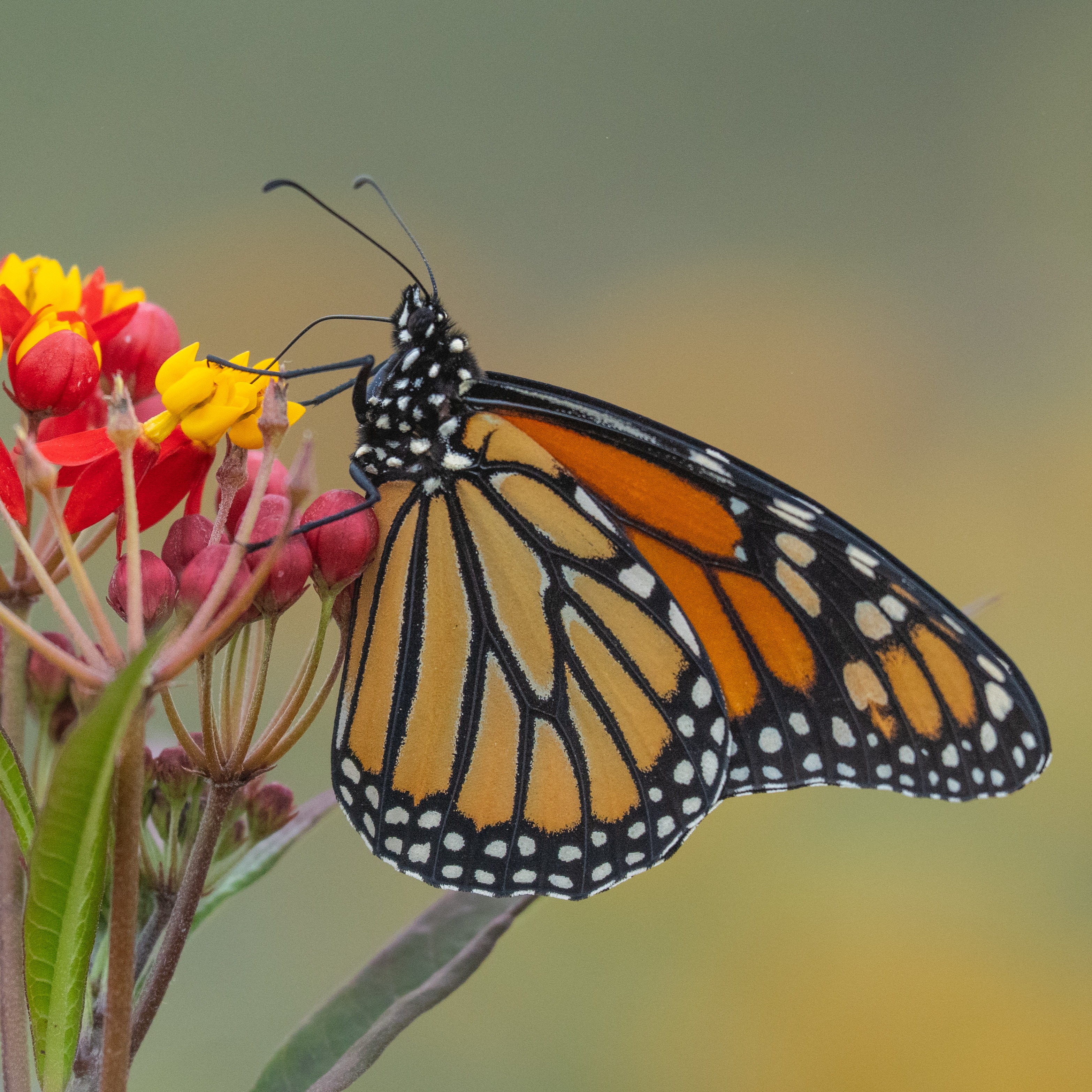 How sustainable container gardening can help support city biodiversity episode artwork