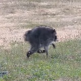 Internet abuzz over unusually round raccoon ‘Jimothy’ spotted in Seattle episode artwork