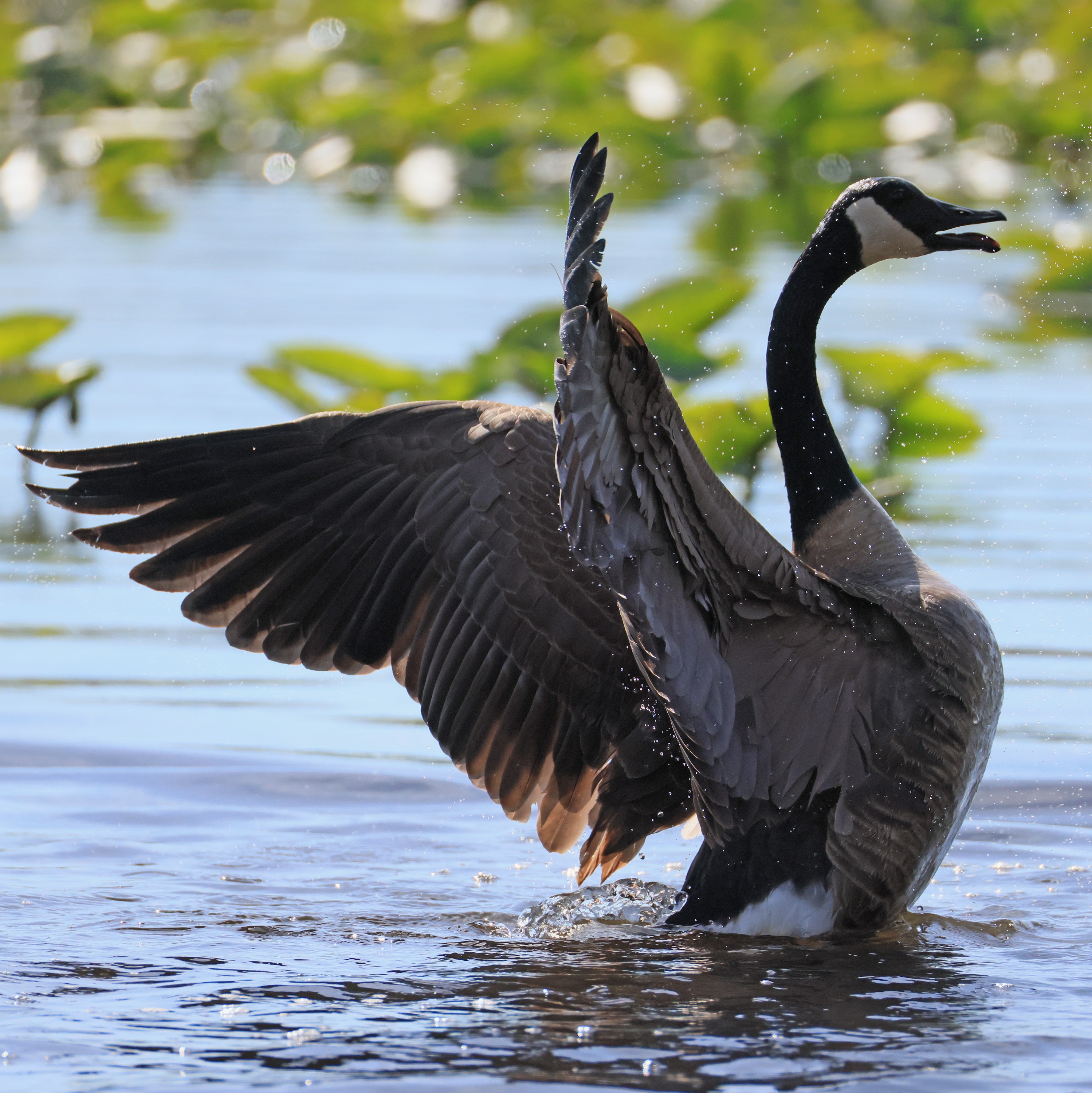 Abington Township pulling out all the stops in battle against formidable foe: Canadian geese episode artwork