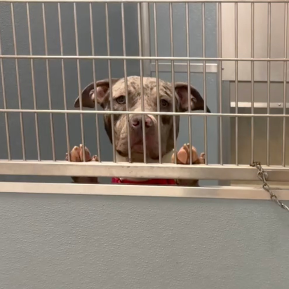 In dire effort to clear kennels, ACCT Philly offers foster and adoption incentives episode artwork