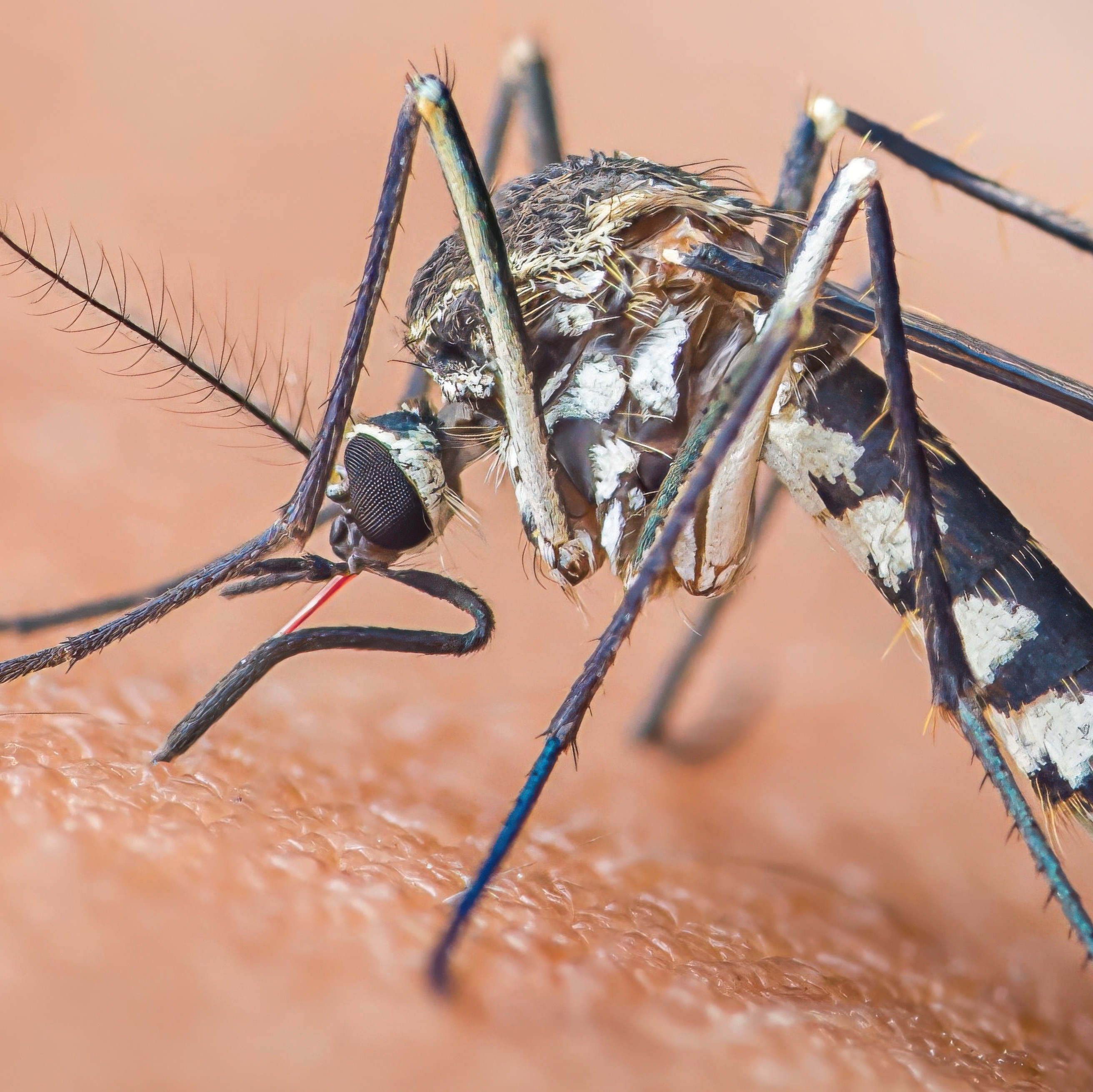 West Nile virus detected in Springfield Township mosquito sample episode artwork