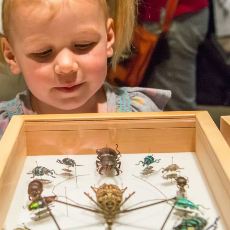 Bug Fest to fly into Academy of Natural Sciences next weekend episode artwork