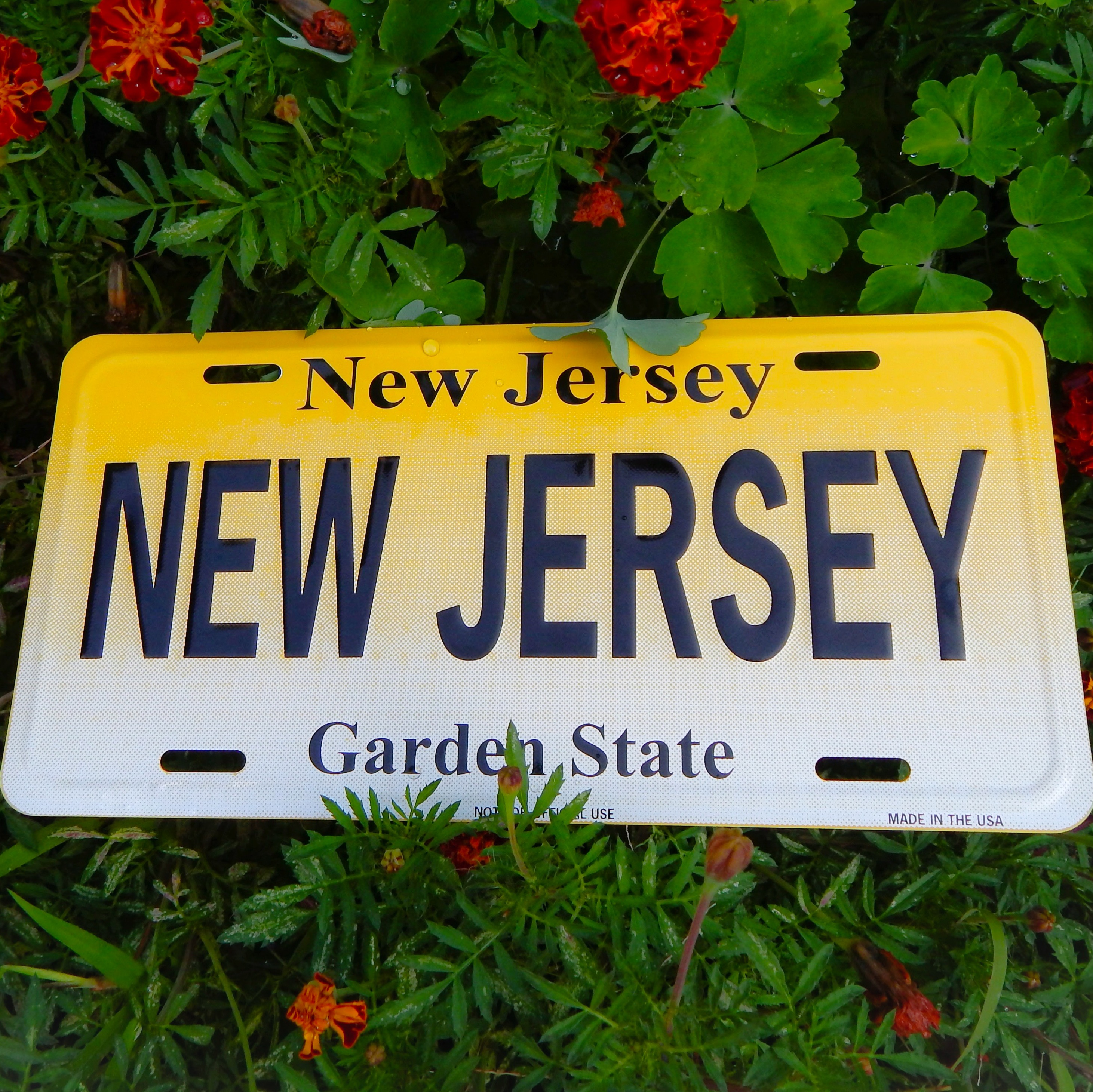Trenton lawmakers look to develop license plate that celebrates America’s 250th episode artwork