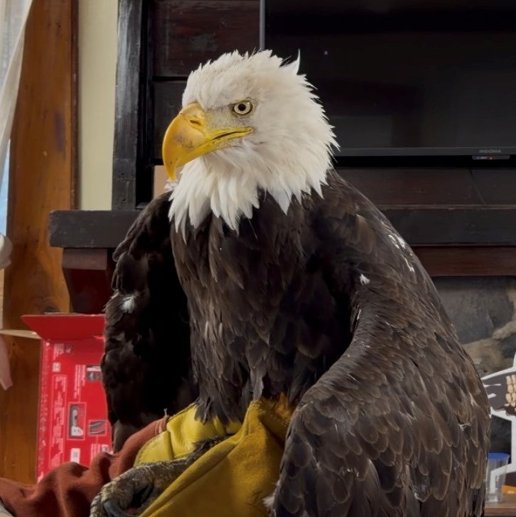 Jackie, the California bald eagle who became an internet sensation, dies after illness episode artwork