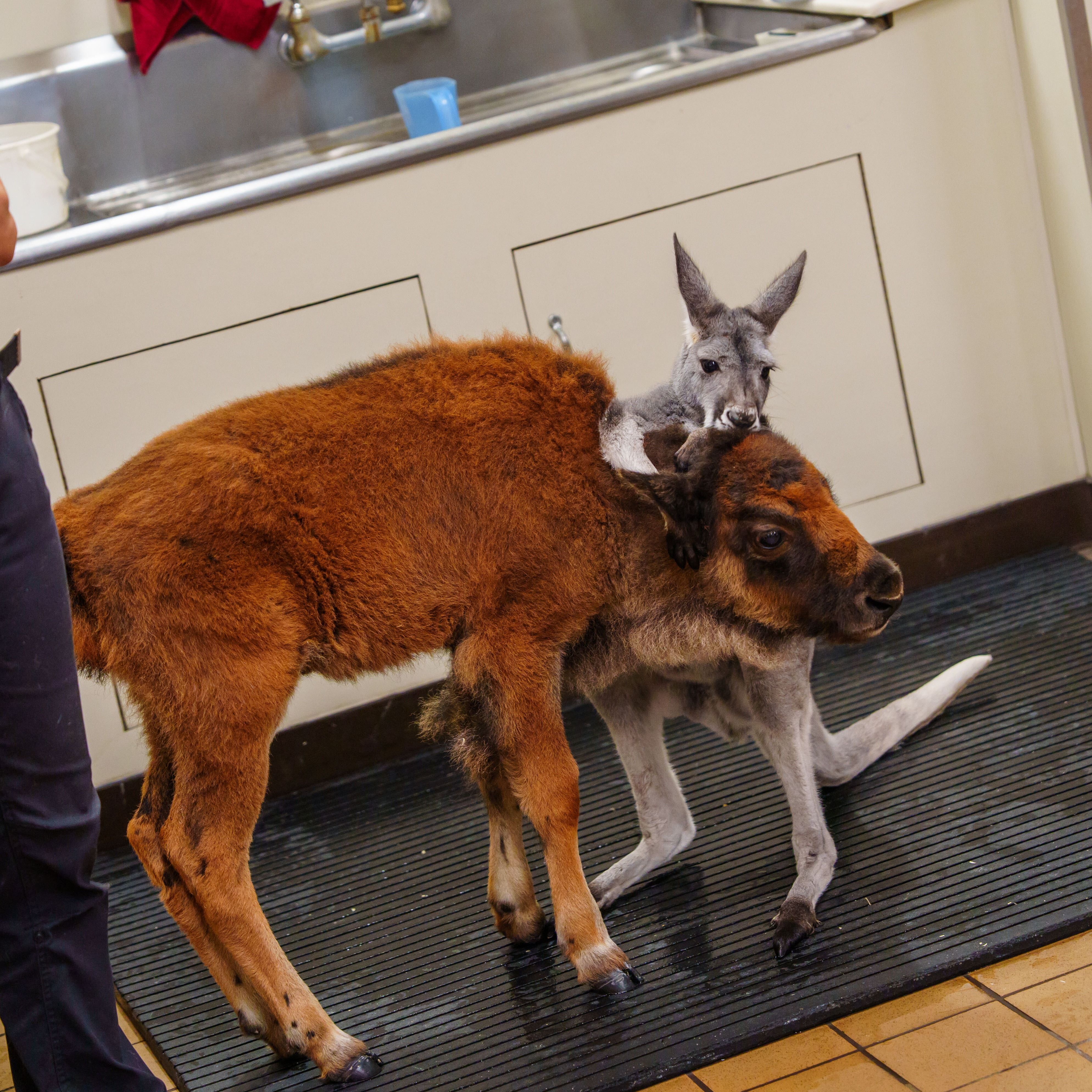 An unlikely animal pair have become best buds at Six Flags Great Adventure episode artwork