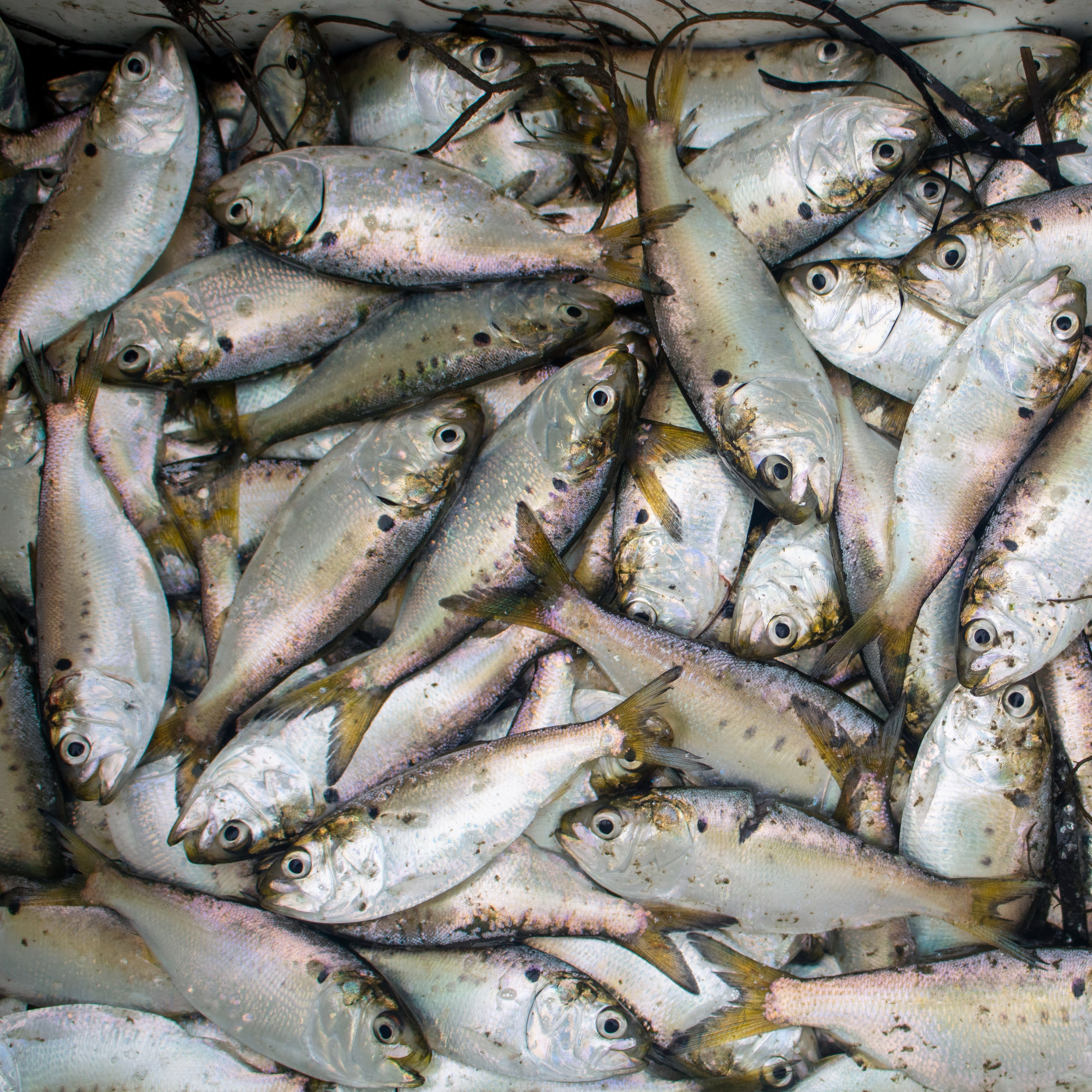 Thousands of dead fish stink up South Jersey beach community episode artwork