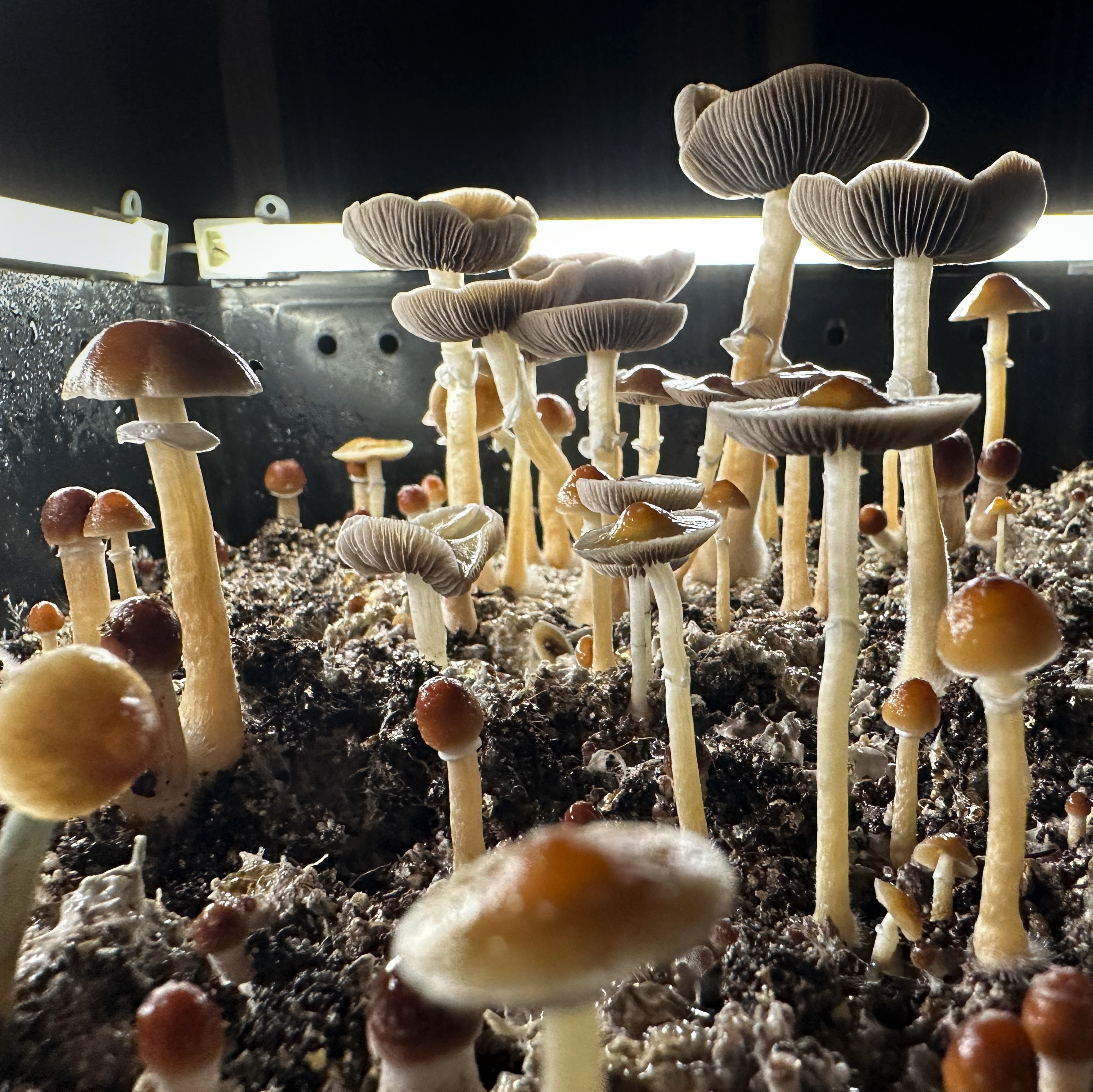 Philly VA hospital to take psychedelic mushrooms to clinical trials episode artwork