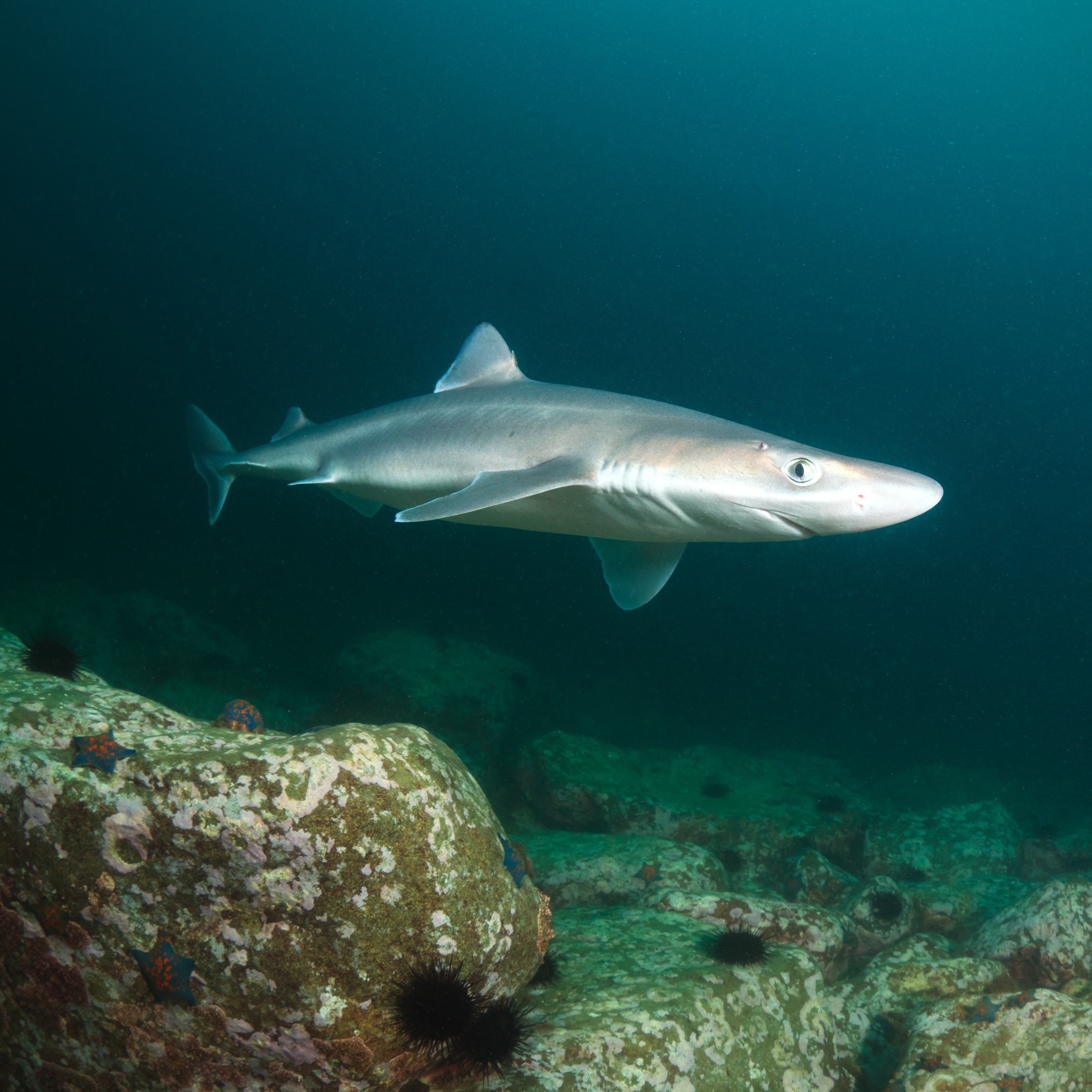Beachgoers baffled by beaching of dozens of small sharks down the shore episode artwork