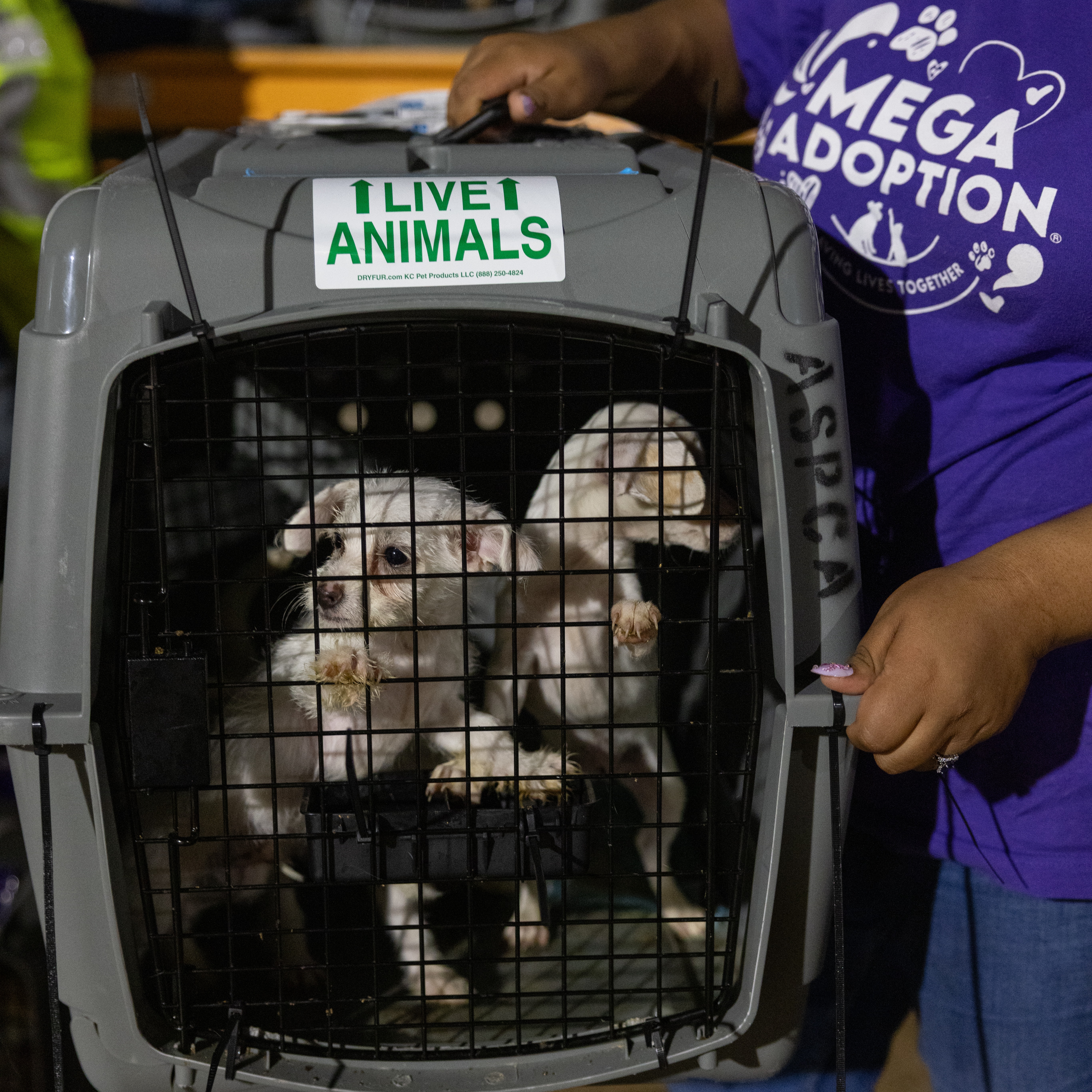 Brandywine Valley SPCA takes in nearly 60 shelter dogs and puppies from California episode artwork