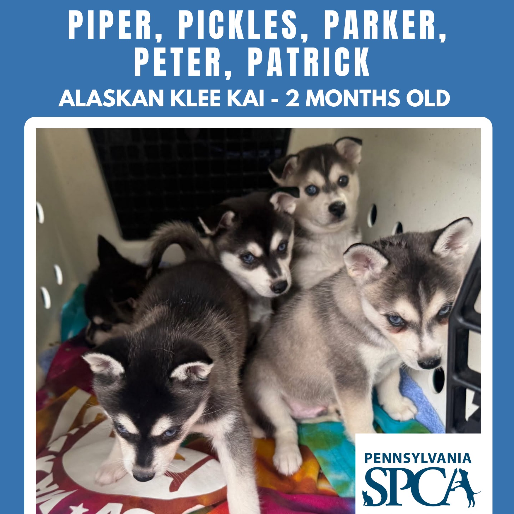 Adoptable dogs and cats will be at Friday’s Phillies game for PSPCA pet drive episode artwork