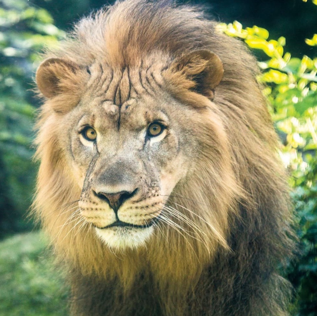 Makini, the last remaining African lion at the Philly Zoo, has died episode artwork
