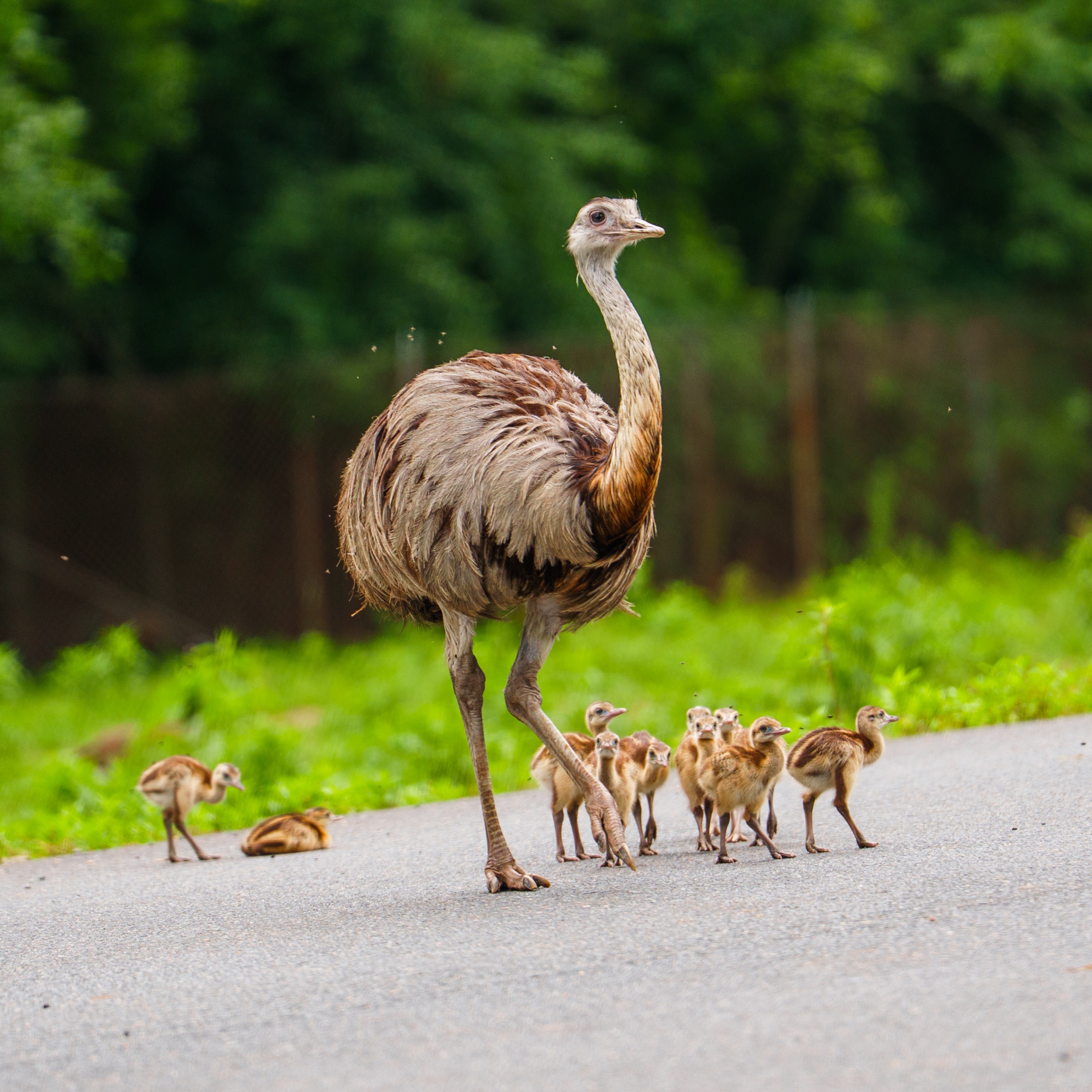 Six Flags Wild Safari welcomes more than 30 baby rheas episode artwork
