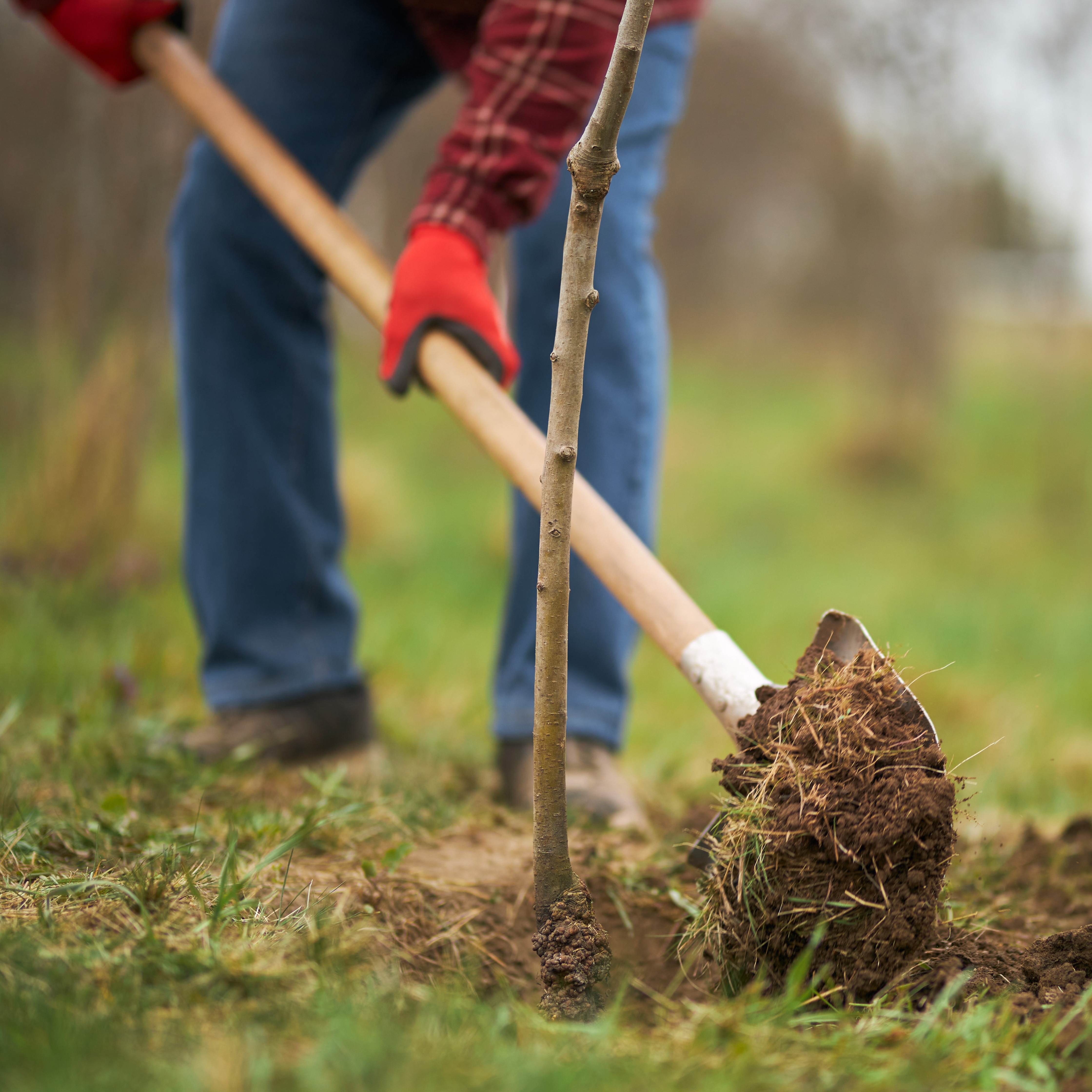 Tips for preparing your trees for cooler weather in the fall episode artwork