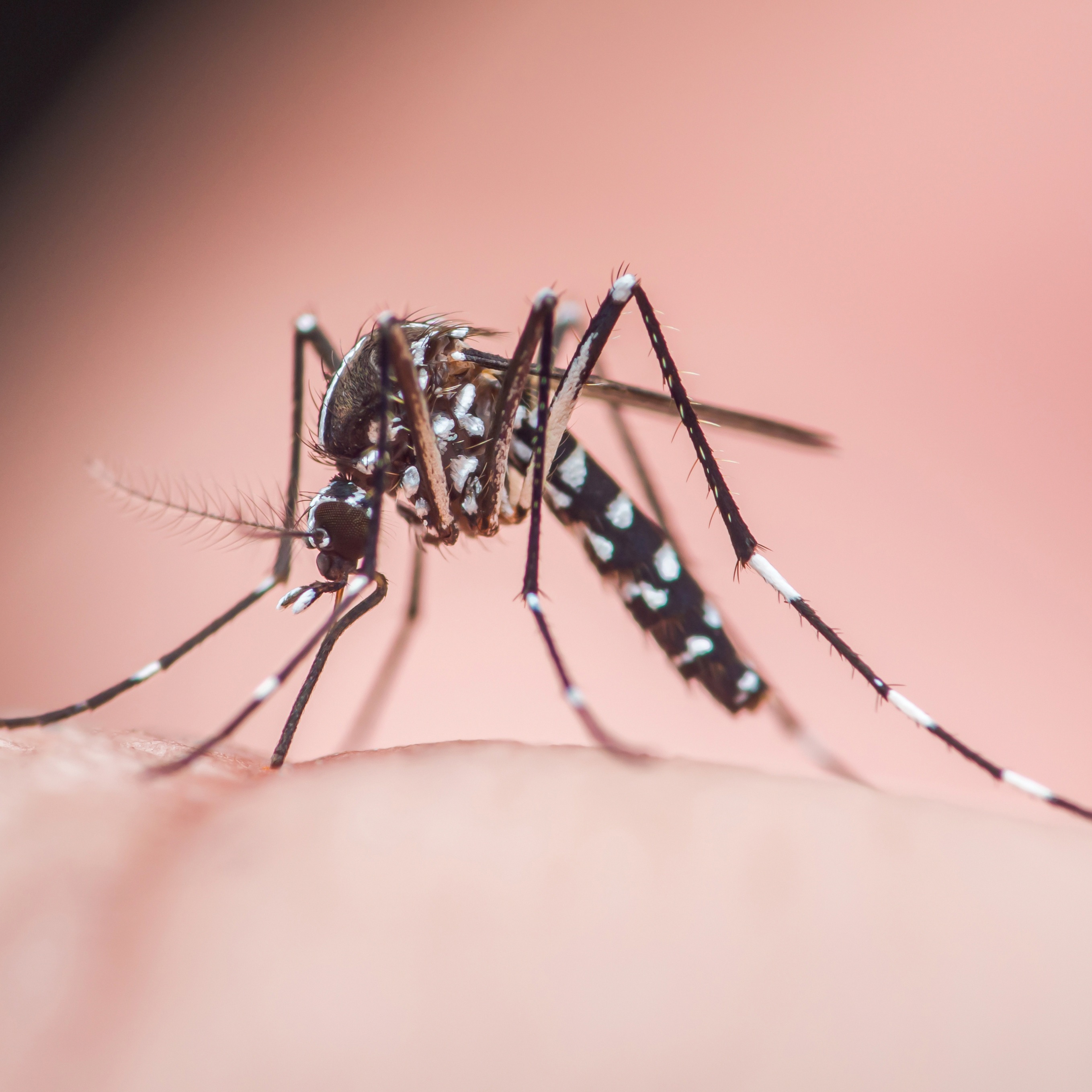 4 human cases of West Nile virus reported in Philly episode artwork